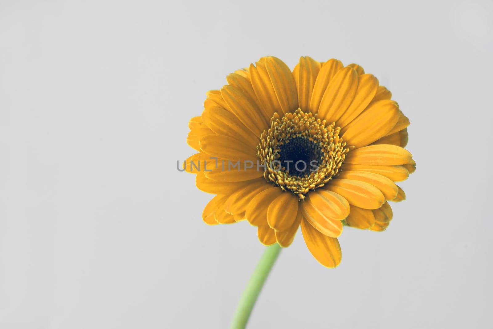 yellow daisy macro petals. beautiful gerbera flower on white background. spring concept