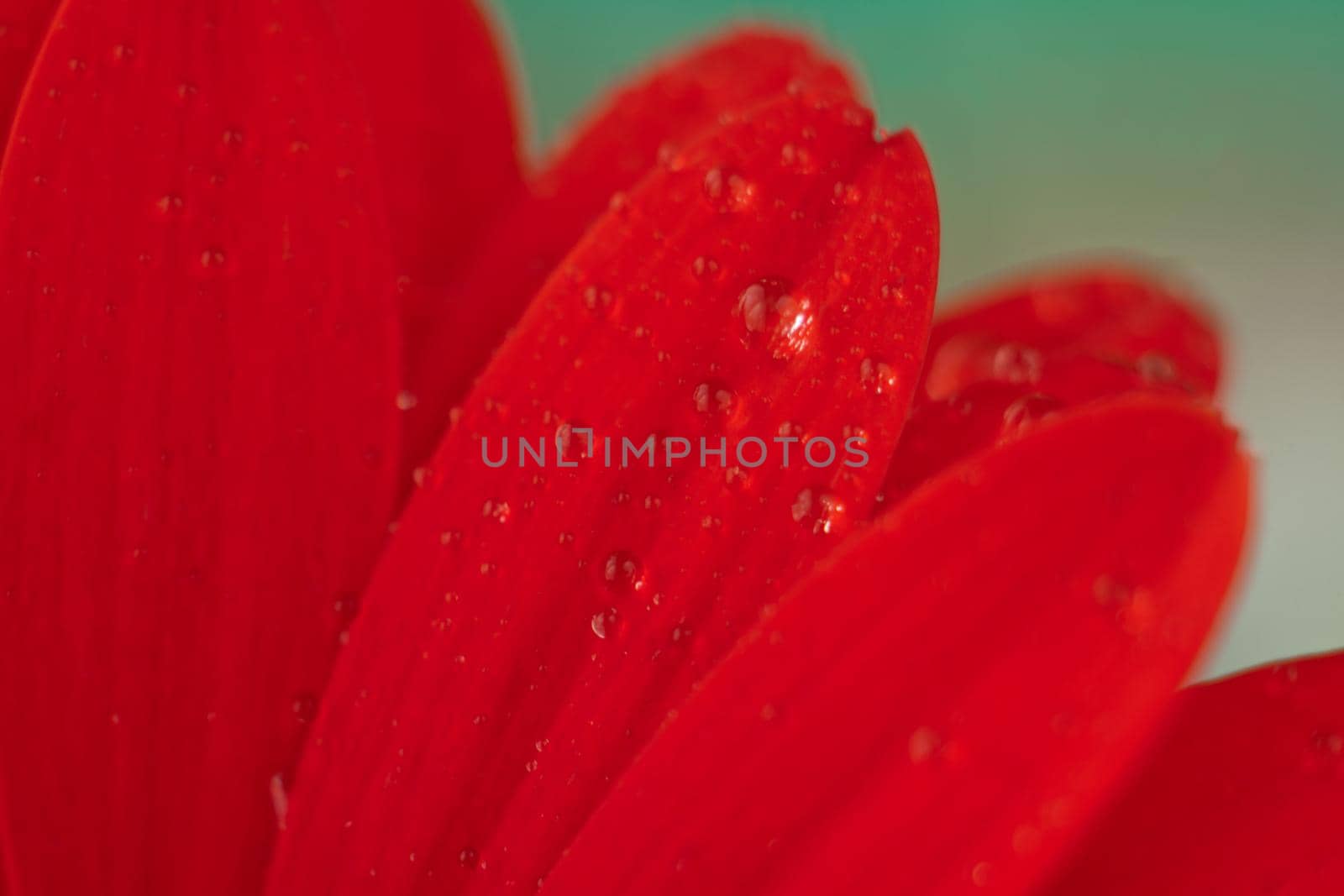 Red daisy macro with water droplets on the petals. red gerbera flower with water drops on green background