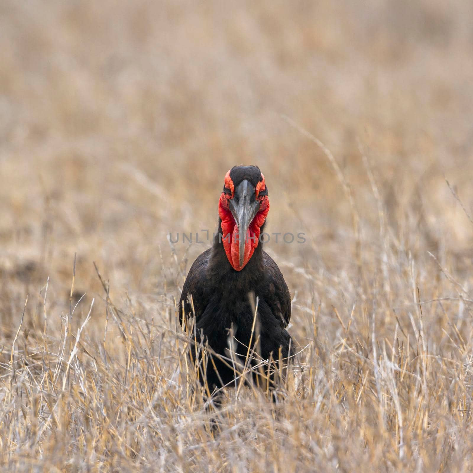 Southern Ground-Hornbill in Kruger National park, South Africa by PACOCOMO