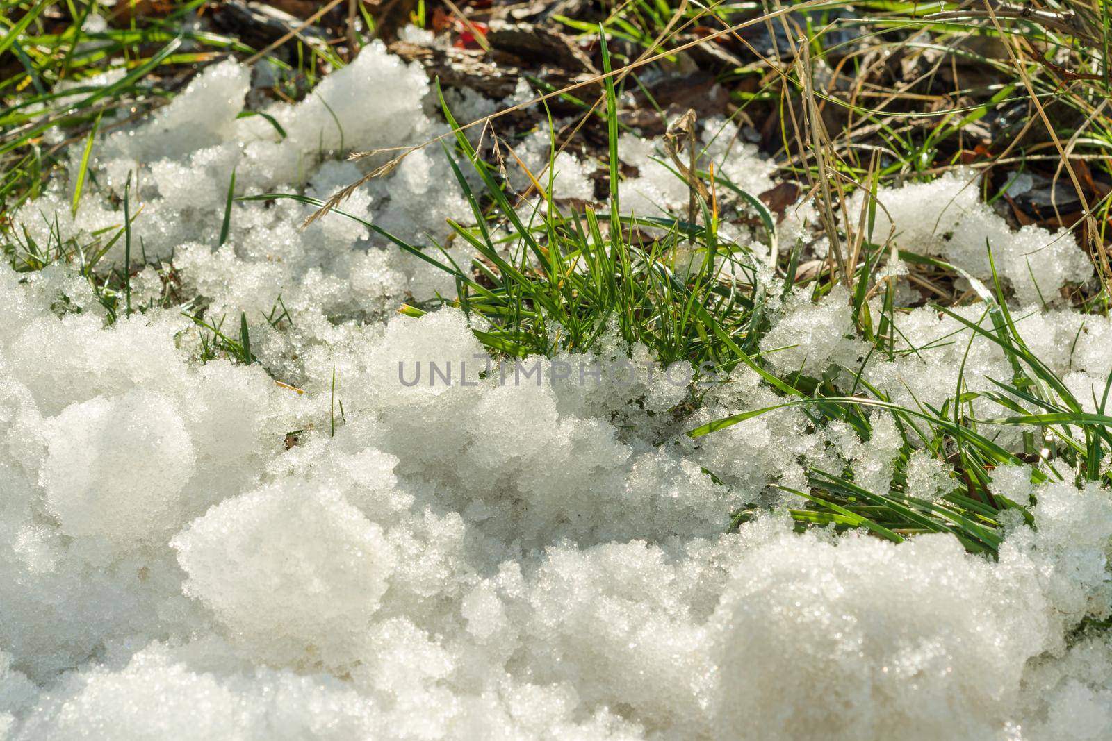 Melting snow on green grass close up - between winter and spring concept background