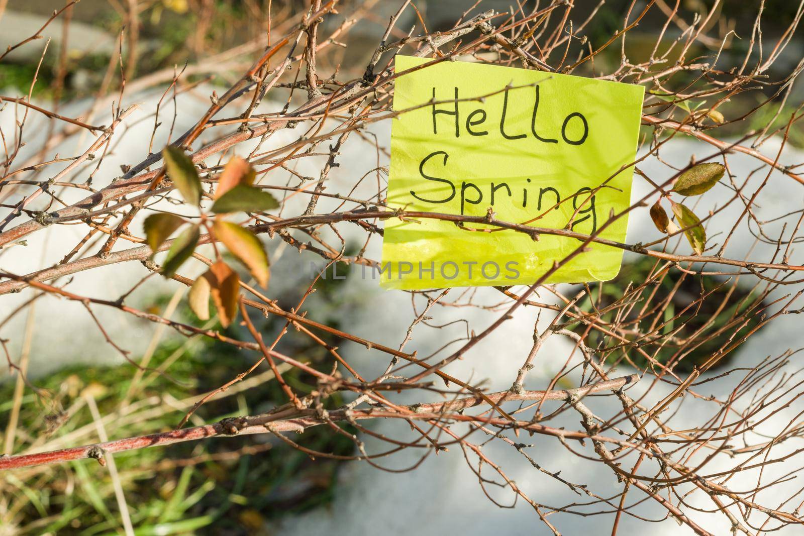 Hello spring - Melting snow on green grass close up - between winter and spring concept background