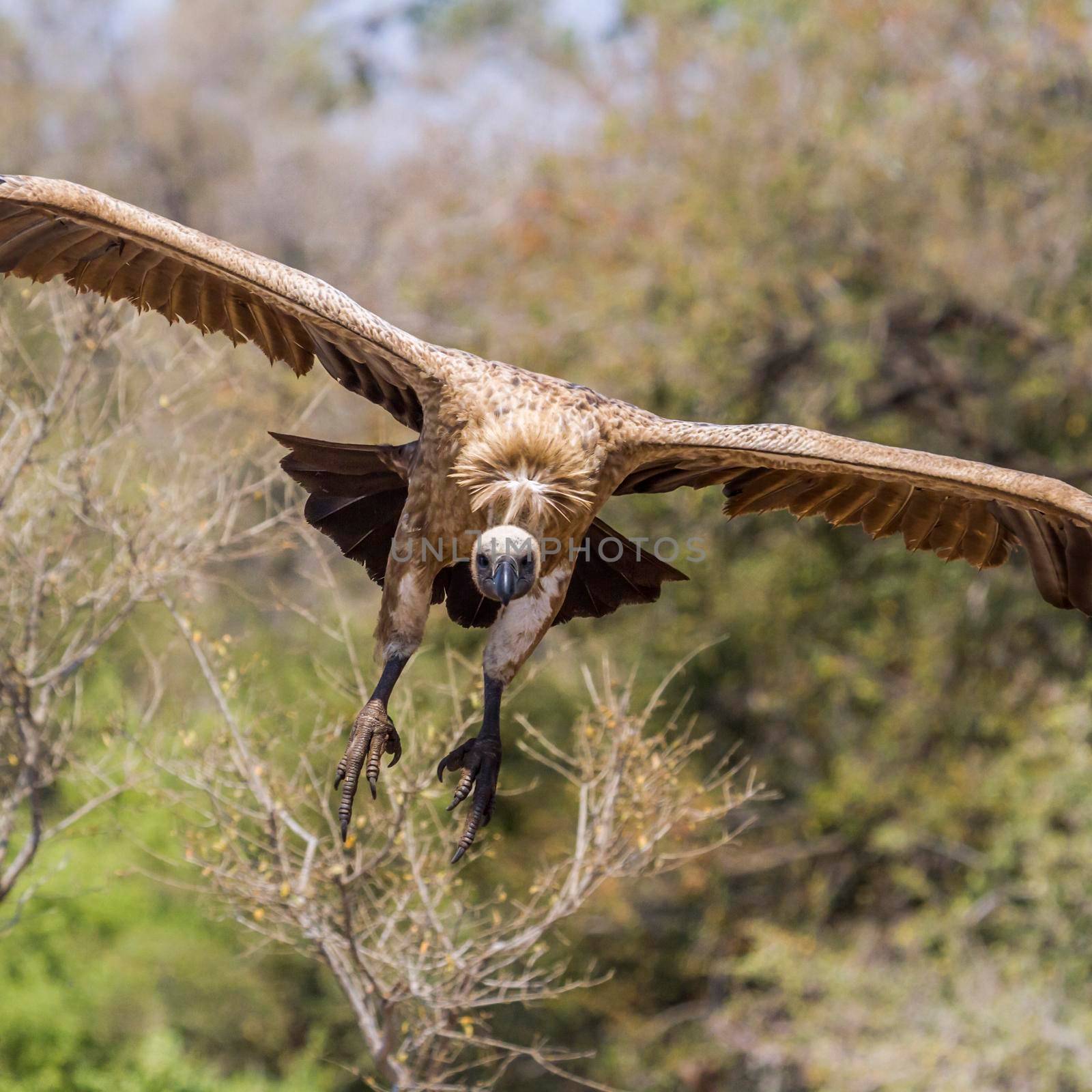 White-backed Vulture in Kruger National park, South Africa by PACOCOMO