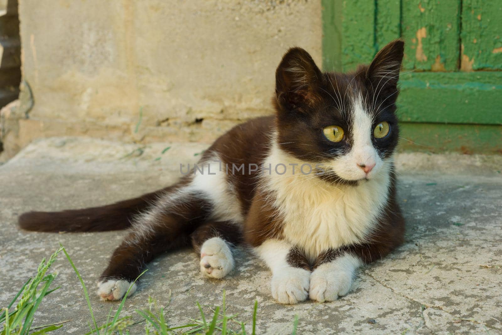 Pretty funny black and white kitten lies resting outdoor. Background is concrete wall, cracked wooden green door