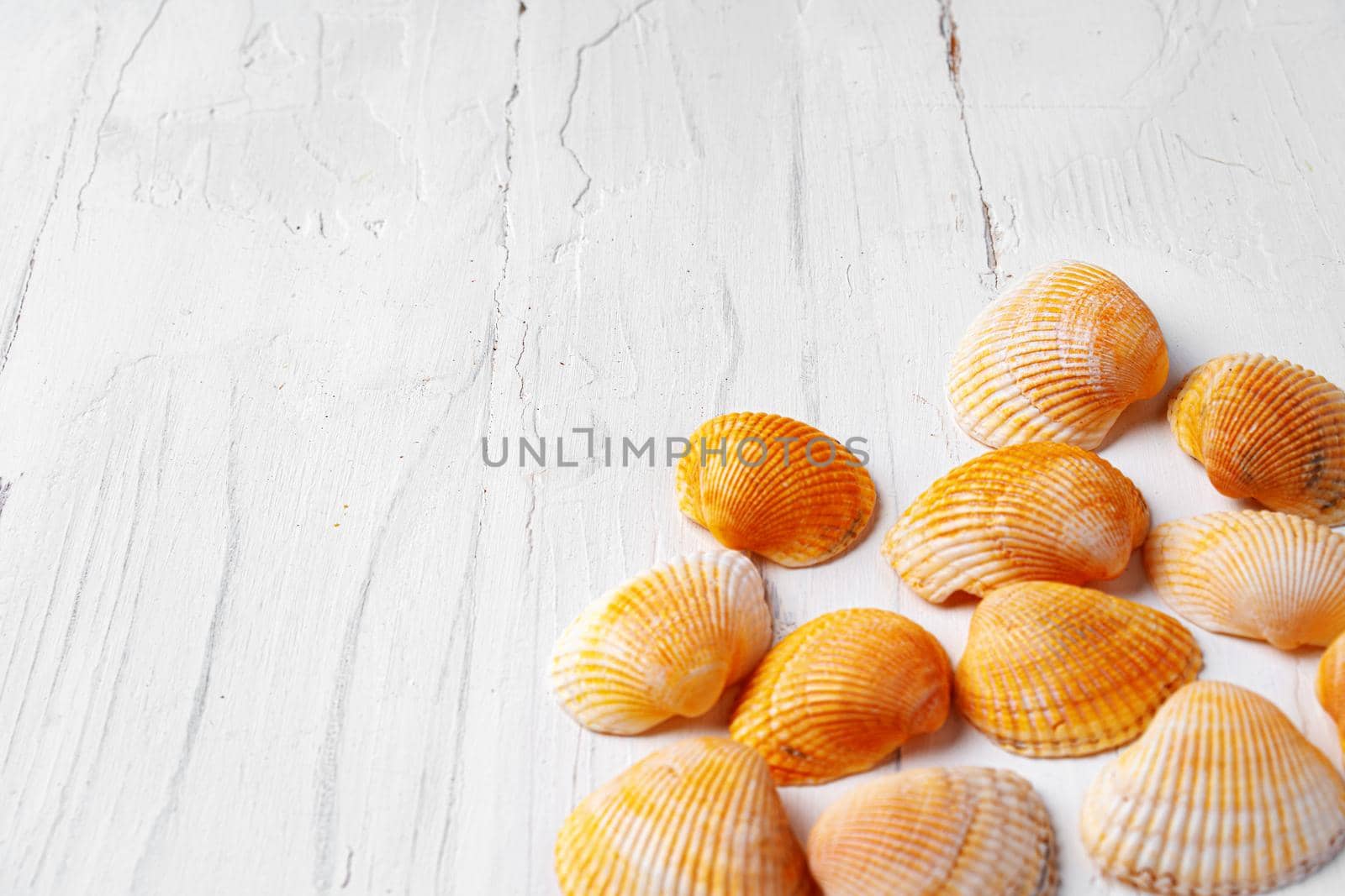 White rough wooden background with sea shells, copy space