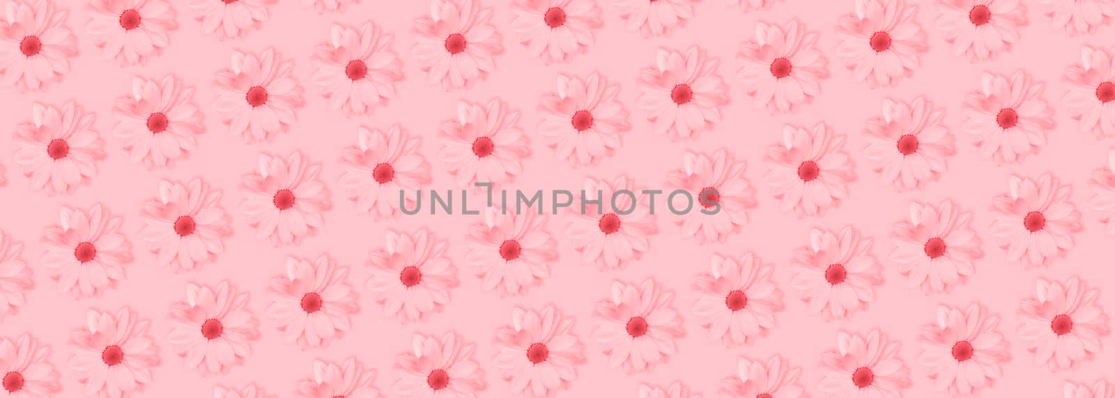 Monochrome pink flower floral long banner or poster. Chamomile or chrysanthemum flower pattern. Top view, flat lay