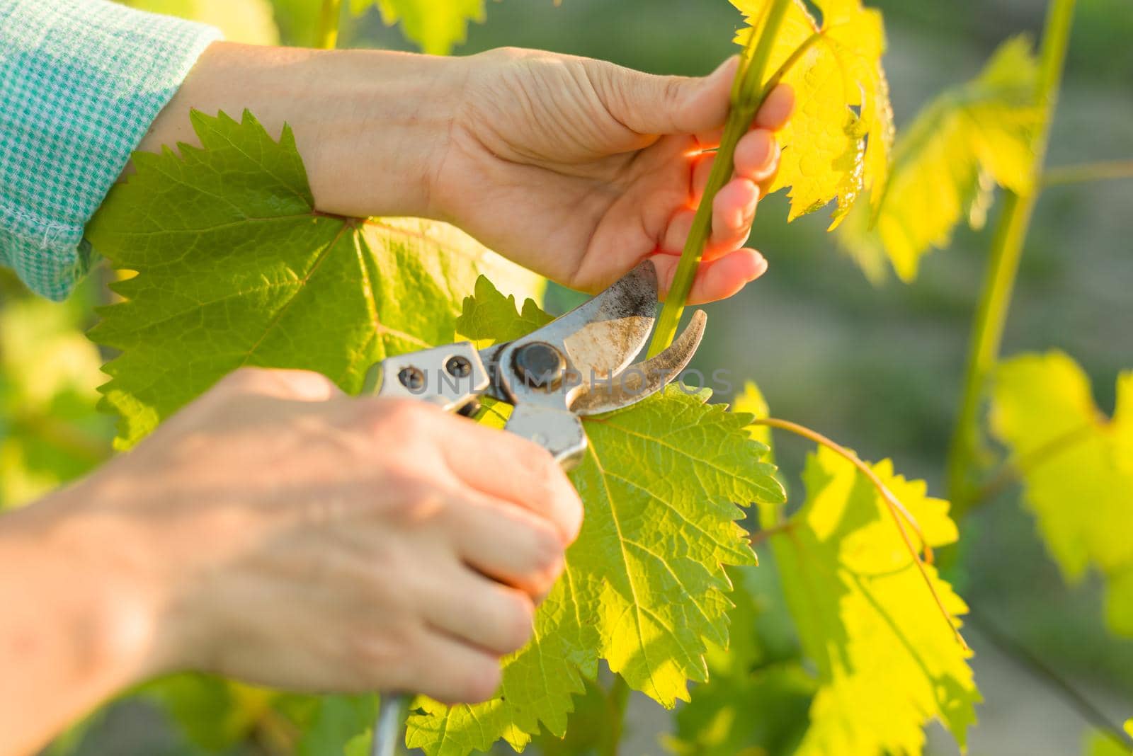 Spring garden, care, pruning. Female hands with pruner trimming grapevine at spring garden is working with bush of grapes by VH-studio