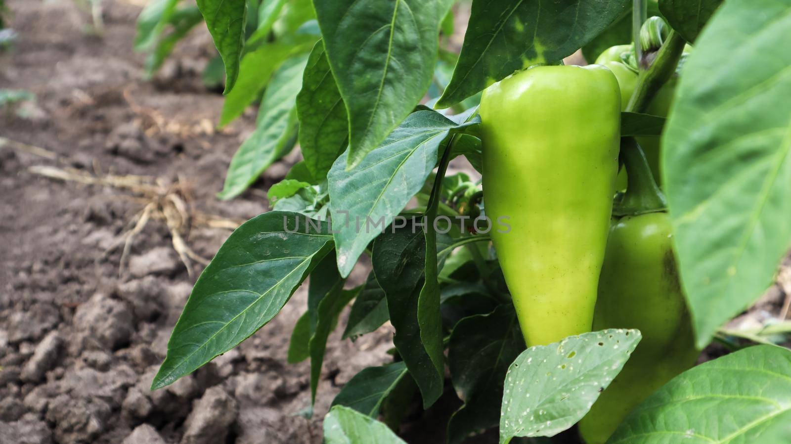 Green peppers grow in the garden. Growing bell pepper or capsicum. Unripe peppers in the garden