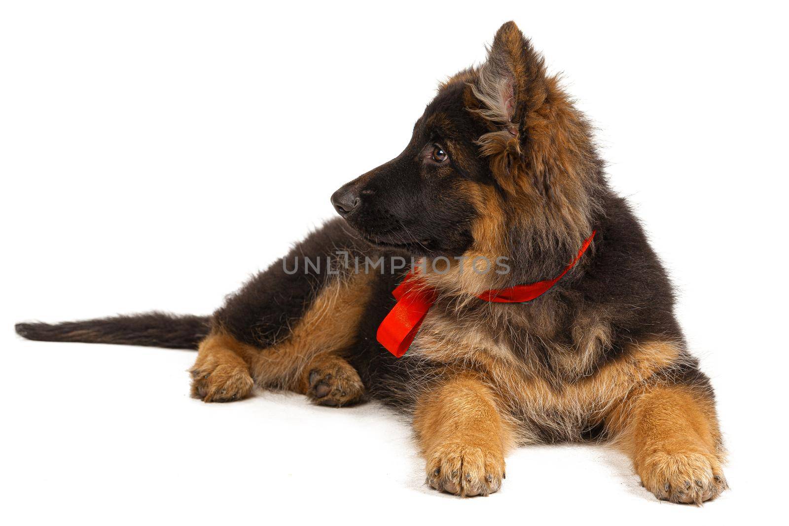 German shepherd puppy isolated on white background. Close up.