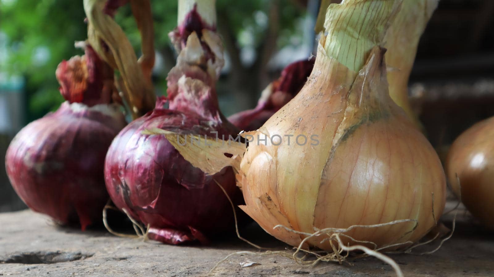 Fresh large onion yellow and red onions on a very old oak wood board outdoors. Perennial herb of the Onion family, a widespread vegetable crop
