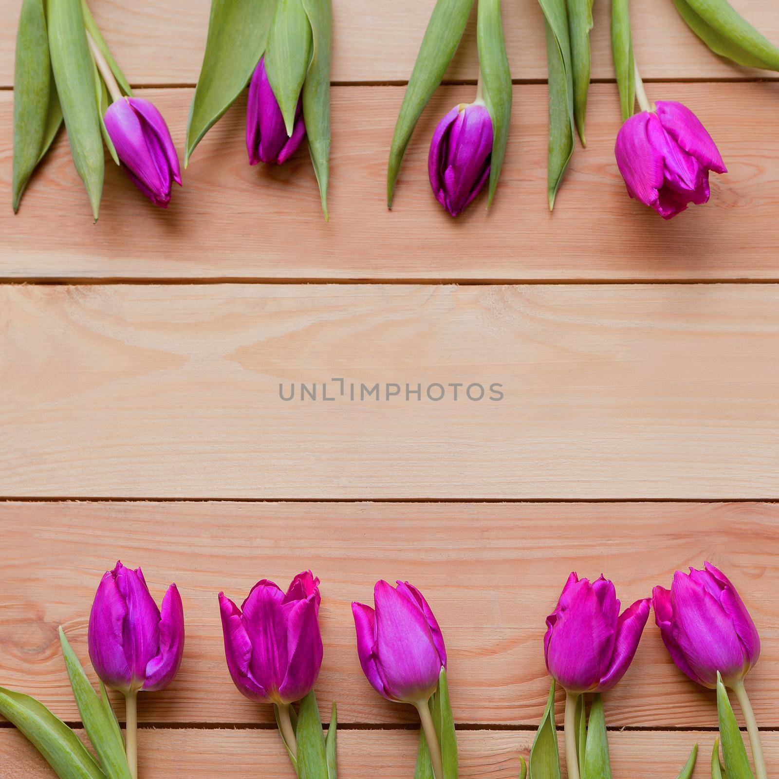 square image of violet Spring Tulip Flowers on wooden table. Blooming spring petals. Beautiful lavender-blue violet Tulips in spring. Tulip flower with green leafs on wooden background. spring day for postcard