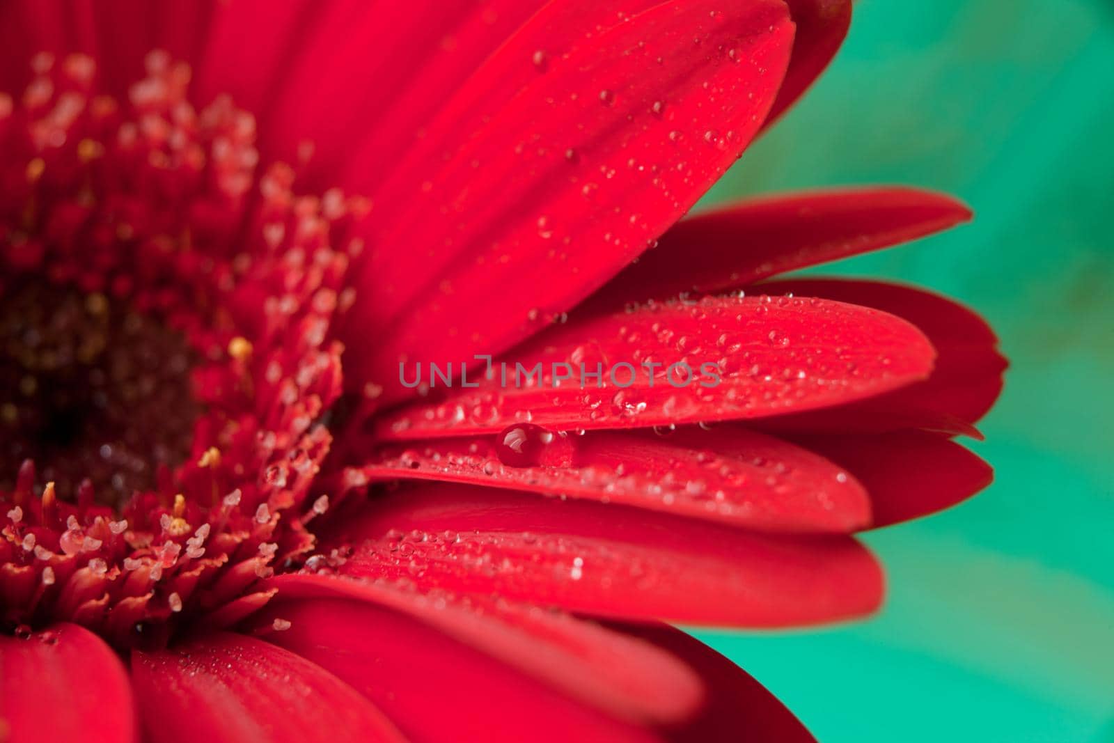 Red daisy macro with water droplets on the petals. red gerbera flower with water drops on green background