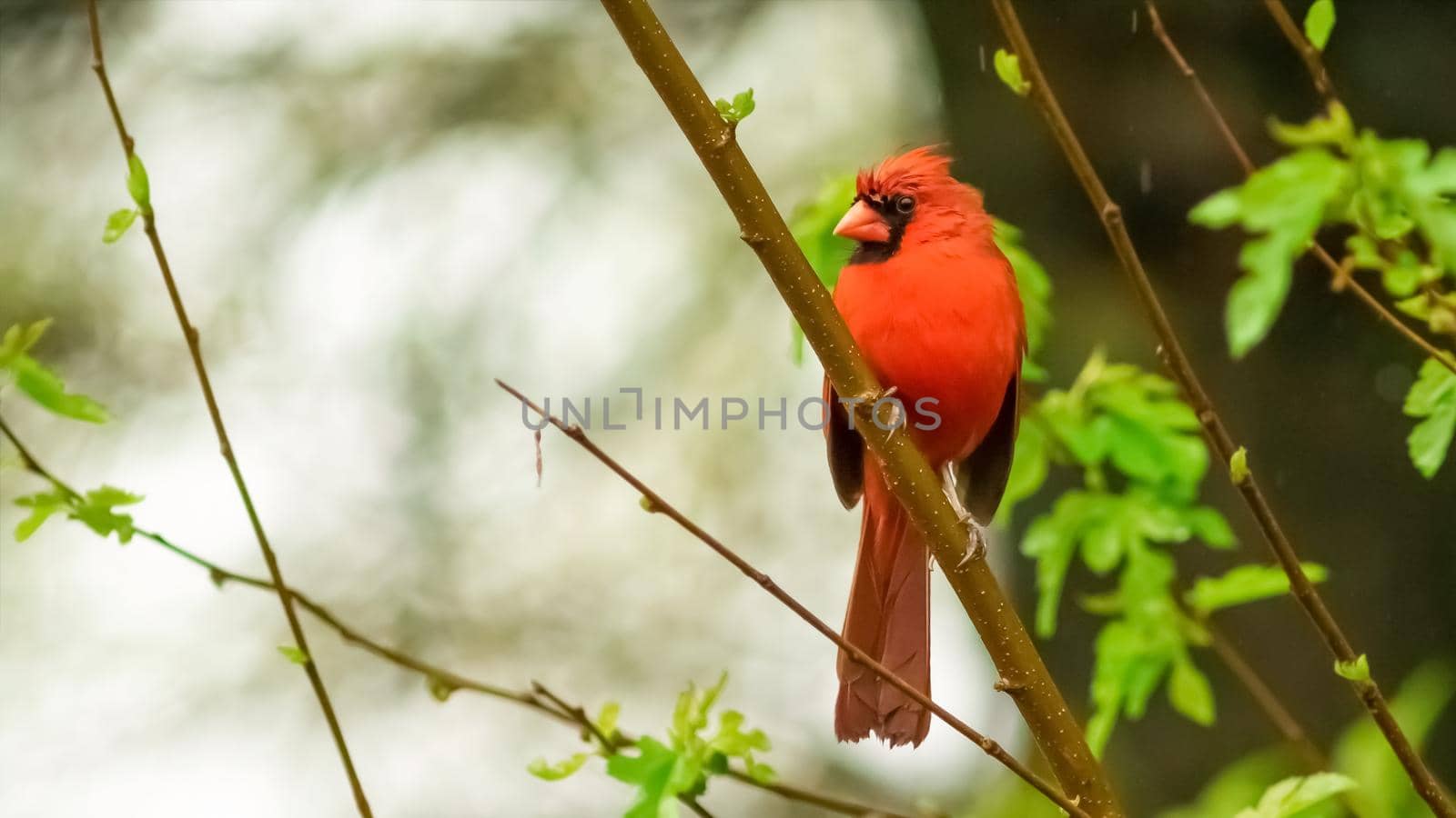 Male Northern Cardinal in an Oak tree in winter, Red Male Northern Cardinal Isolated Against Green Background, Northern Cardinal
