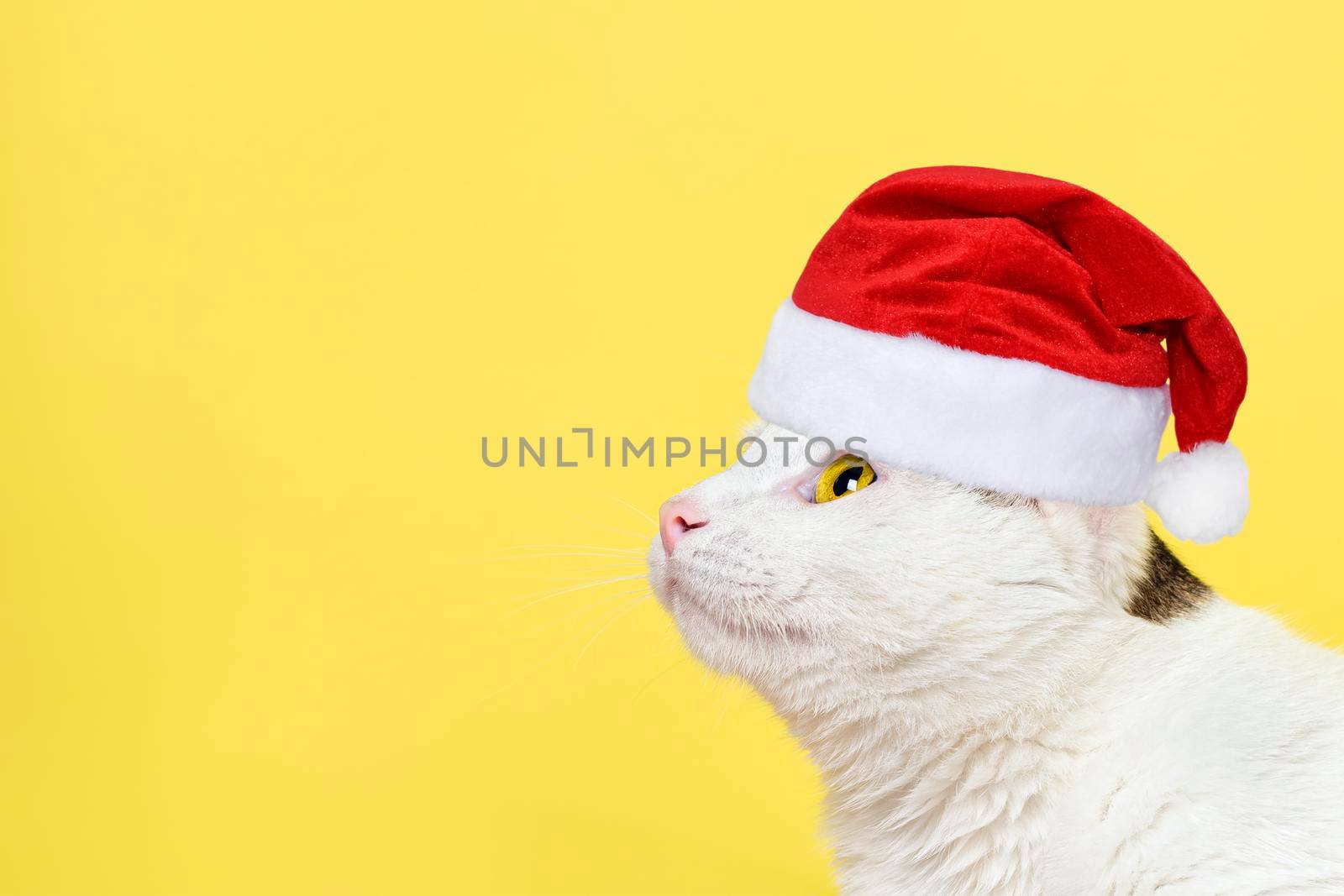 Curious cat in red santa claus hat looking up isolated on yellow background. New year Banner with copy space. Funny cat portrait. by esvetleishaya