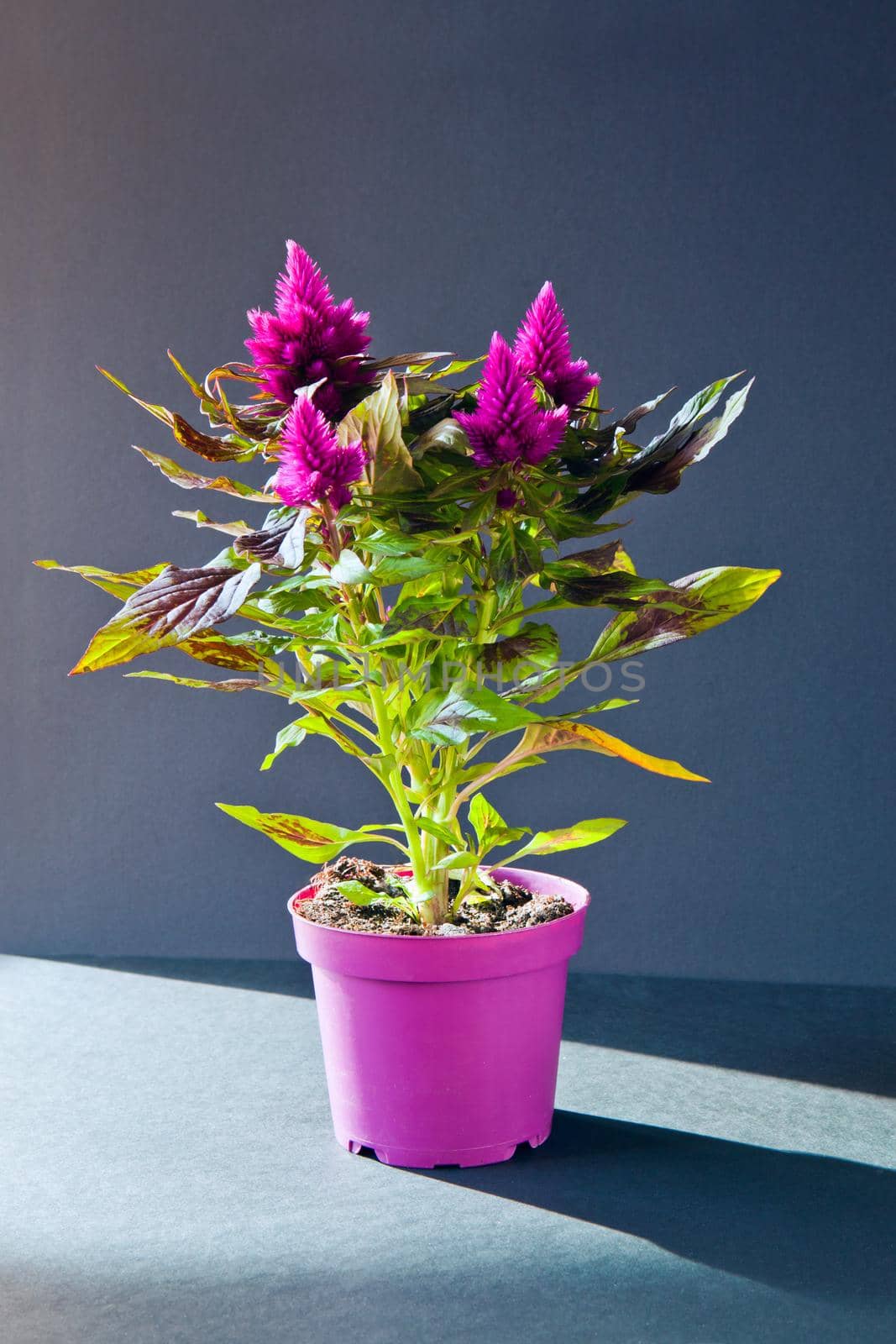 Purple home flowers in beautiful sunlight on blak background and violet pot named Astilbe chinensis Visions in Red