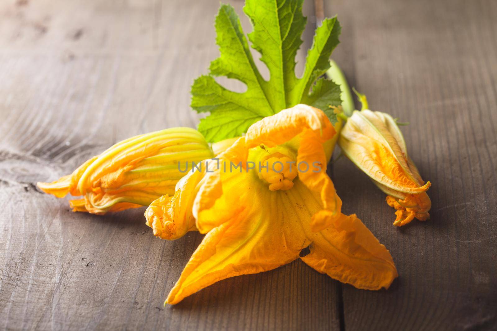 zucchini flower by oksix