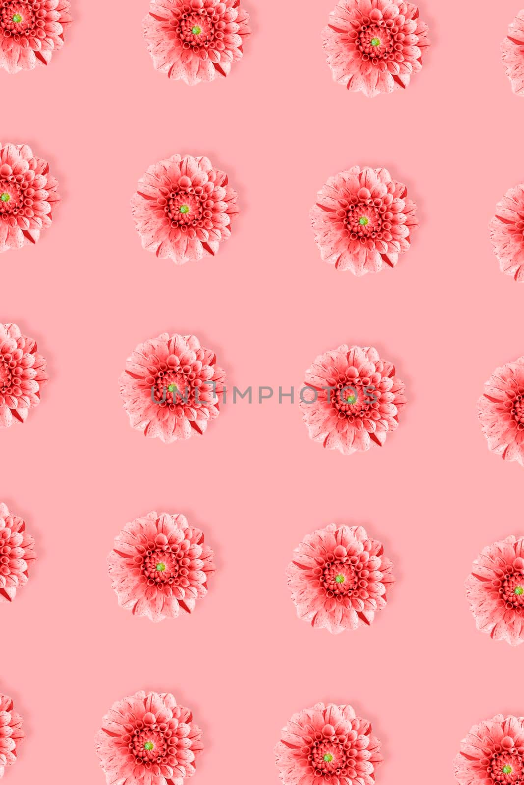 Pink Dahlia flower pattern in minimal style on pink background. Flat lay, top view. Monochrome Pop art design, creative summer concept.