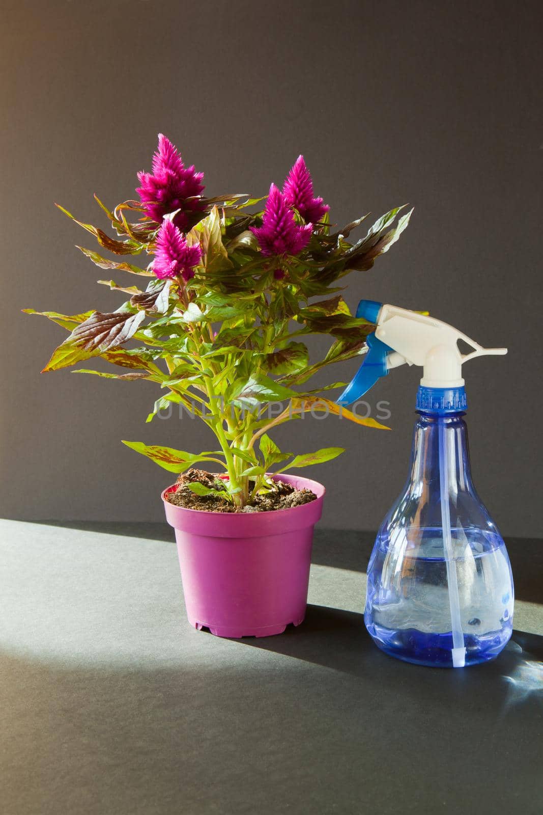 Purple home flowers in beautiful sunlight on blak background and violet pot named Astilbe chinensis Visions in Red