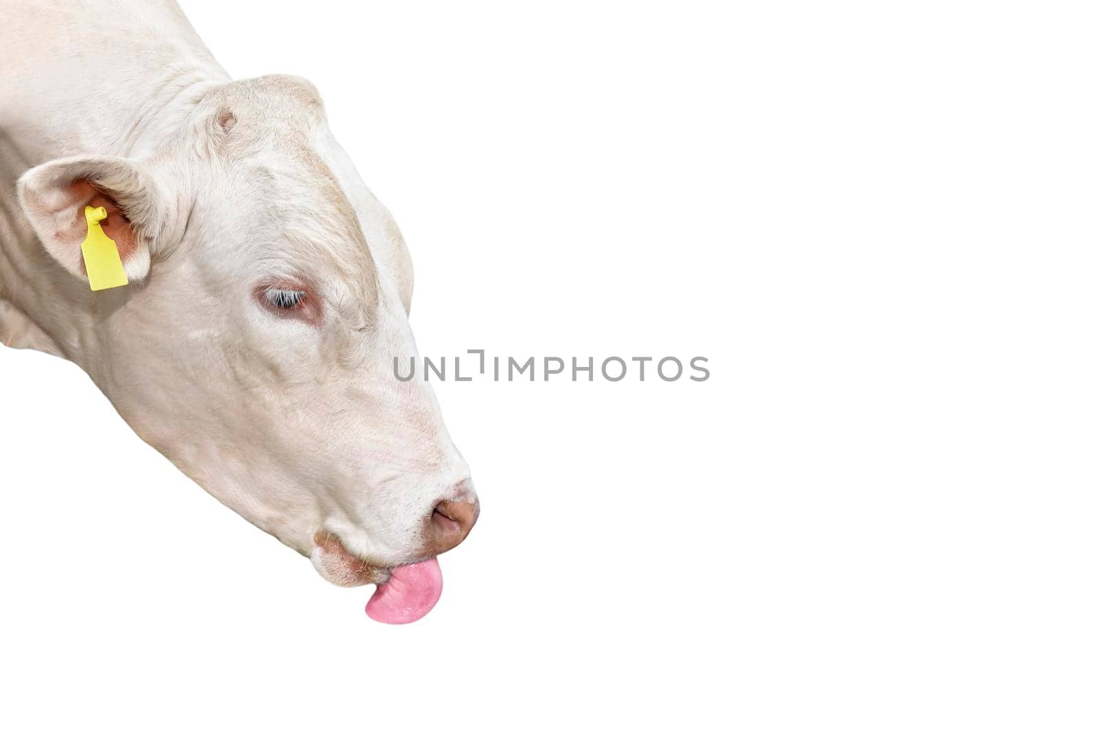 Portrait of White Bull isolated on white. Beautiful big white bull with bright pink tongue. Bull with no horns close up. Farm animals. Beef cattle isolated on white.