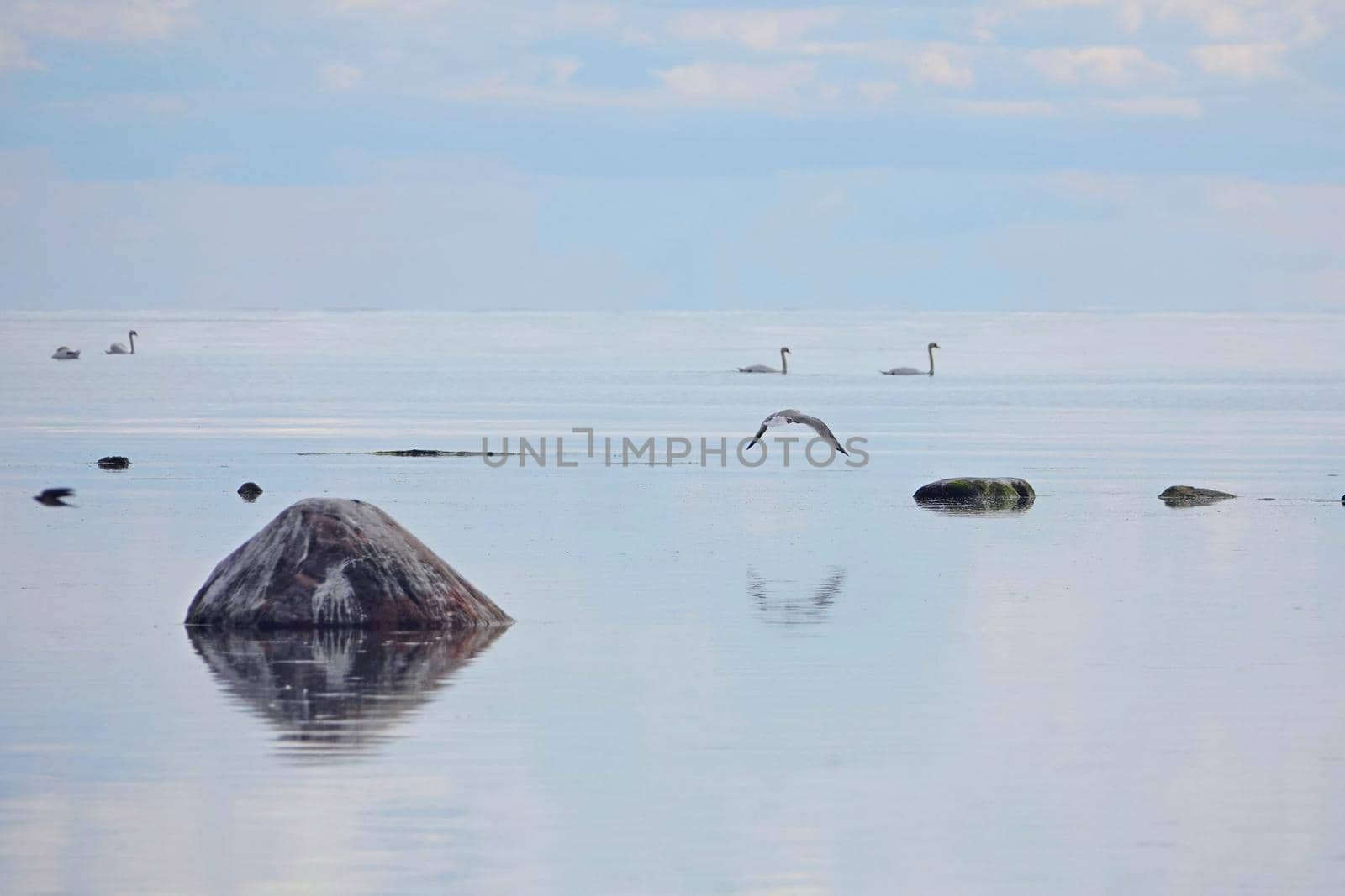 Beautiful calm landscape with birds against blue, majestic clouds in the sky. birds on a blue baltic sea