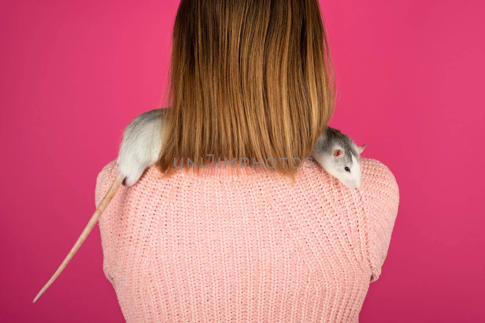 Two funny gray rats are sitting on the female shoulders. Pet care concept.