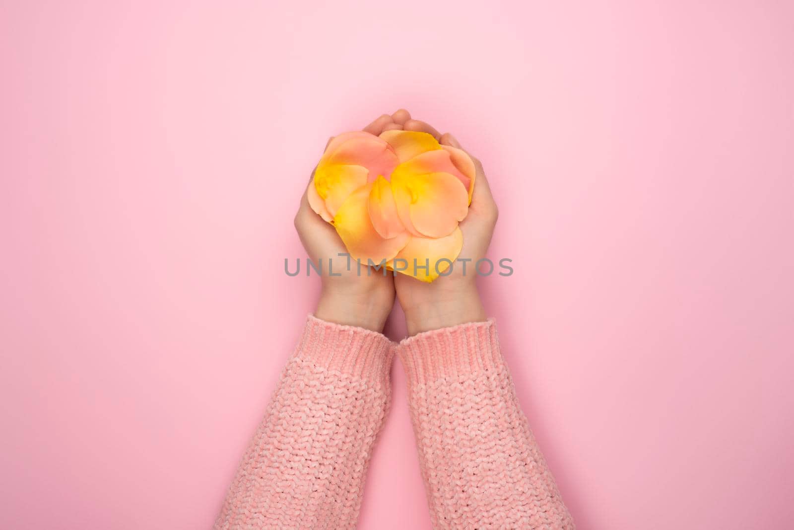 Pink and orange roses petals in female hands on pink background. Present or personal care concept. Trendy idea for Valentines Day, International Womens Day or mothers day. Top view