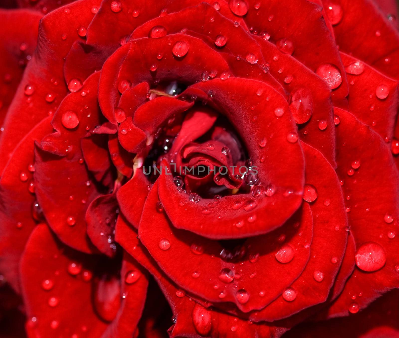 Red rose flower head close up. Red rose vith water drops. Top view, deep focus.