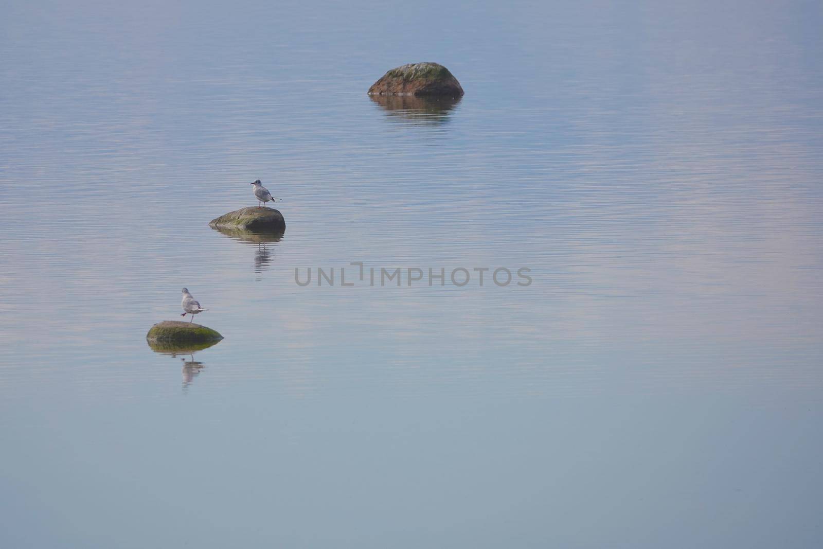 two seagulls at the sea. three stones at the seawater. symmetric harmony and relax concept