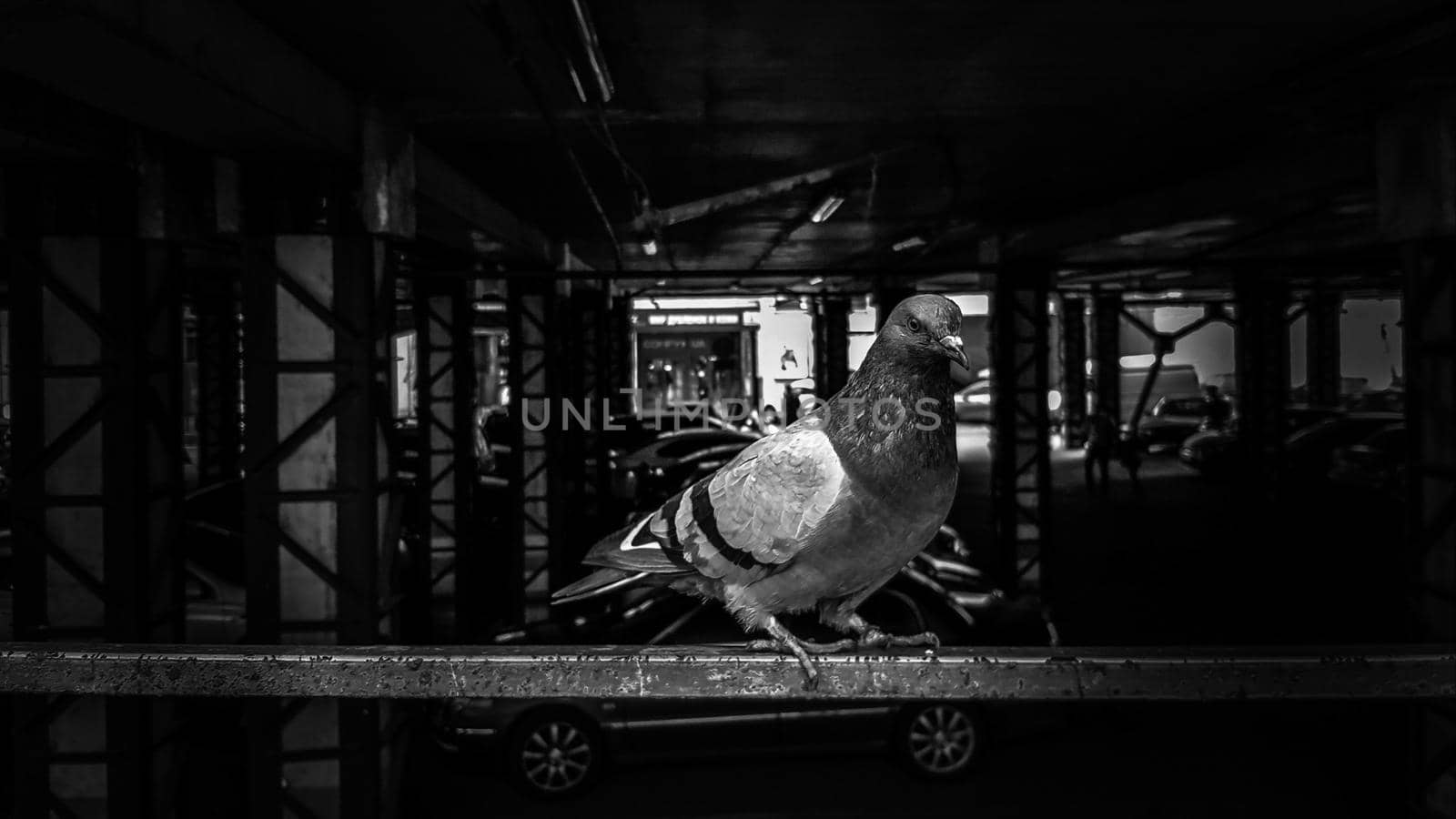 a dove sits on a fence in a parking lot. Also called city pigeons, city pigeons or street pigeons. Wild bird in blurry parking background. Black and white photography.