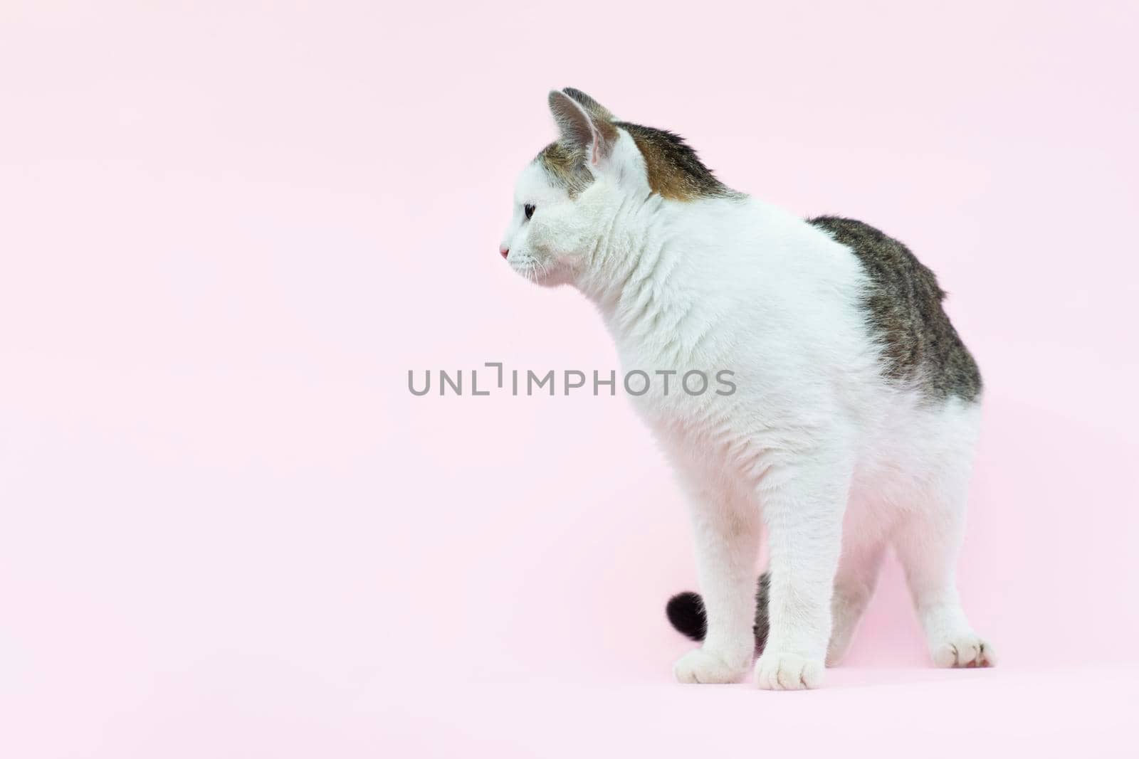 Beautiful fluffy spotted wite and grey cat isolated on a pink background. Curious cat sitting Full length and looking away. Pets.