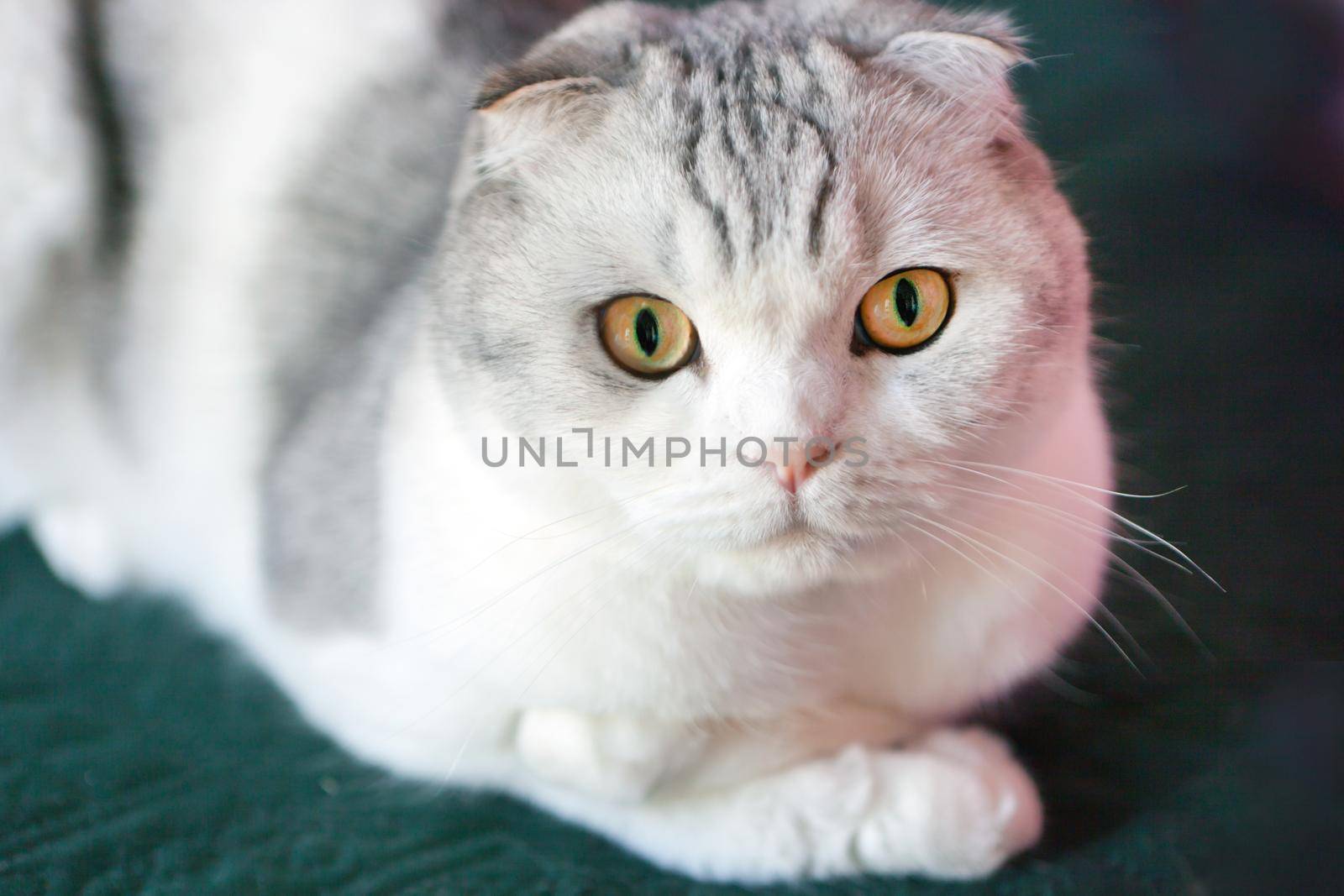 Cat yellow eyes. Surprised scottish fold male cat. Portrait of Scottish Fold Cat with round face and big eyes