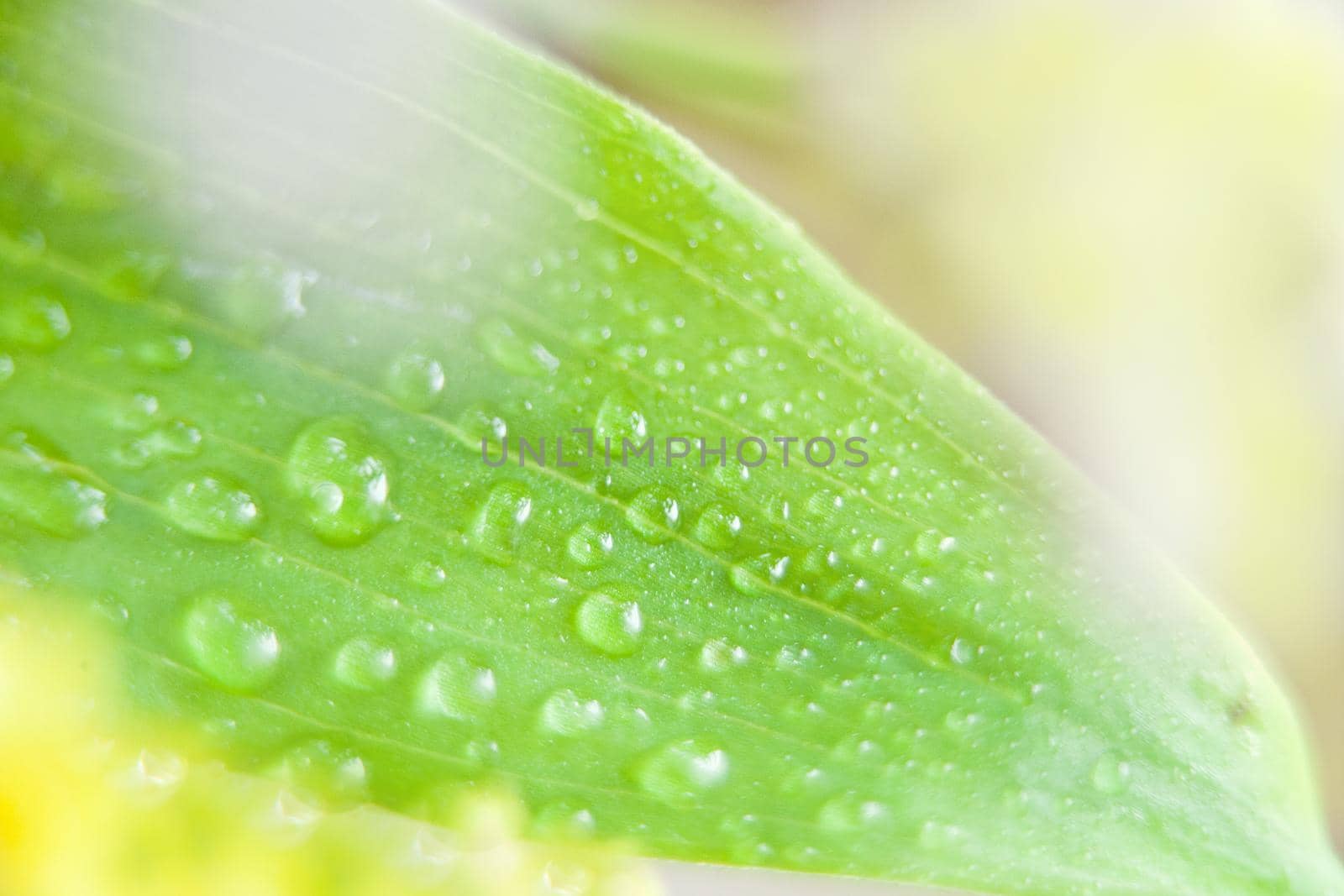 Green leaf with water droplets, Closeup. water drops on a green leafs. yellow bockeh and shallow focus.