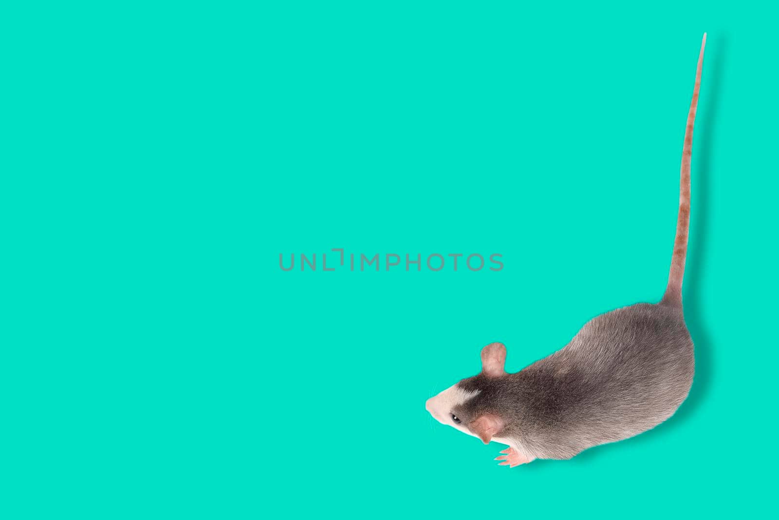 Funny young rat isolated on blue. Rodent pets. Domesticated rat close up. by esvetleishaya