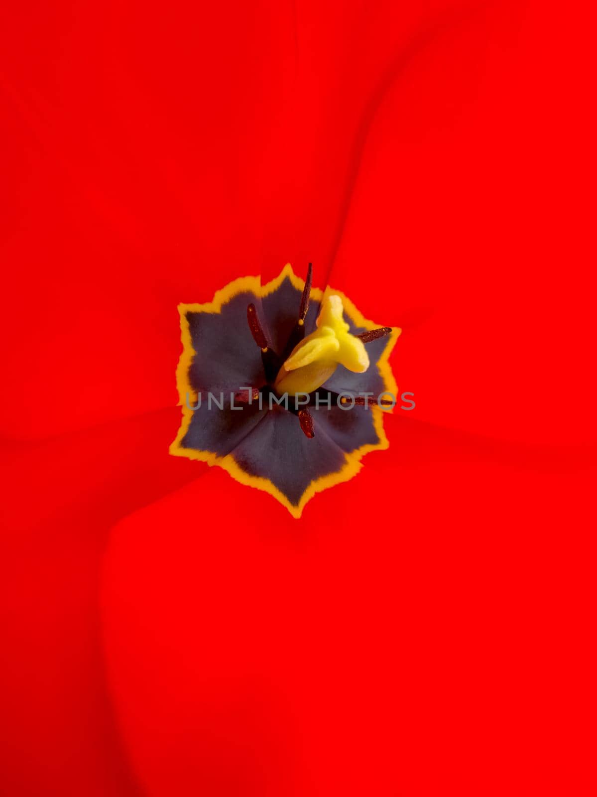 Opened bright red tulip. Pistils and stamens. Vertical photo.