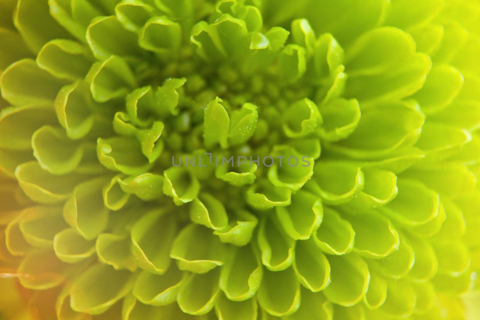 green chrysanthemum flower with sunlight rays- close-up shot. Shallow Focus at macro photo. water drops on the flower.