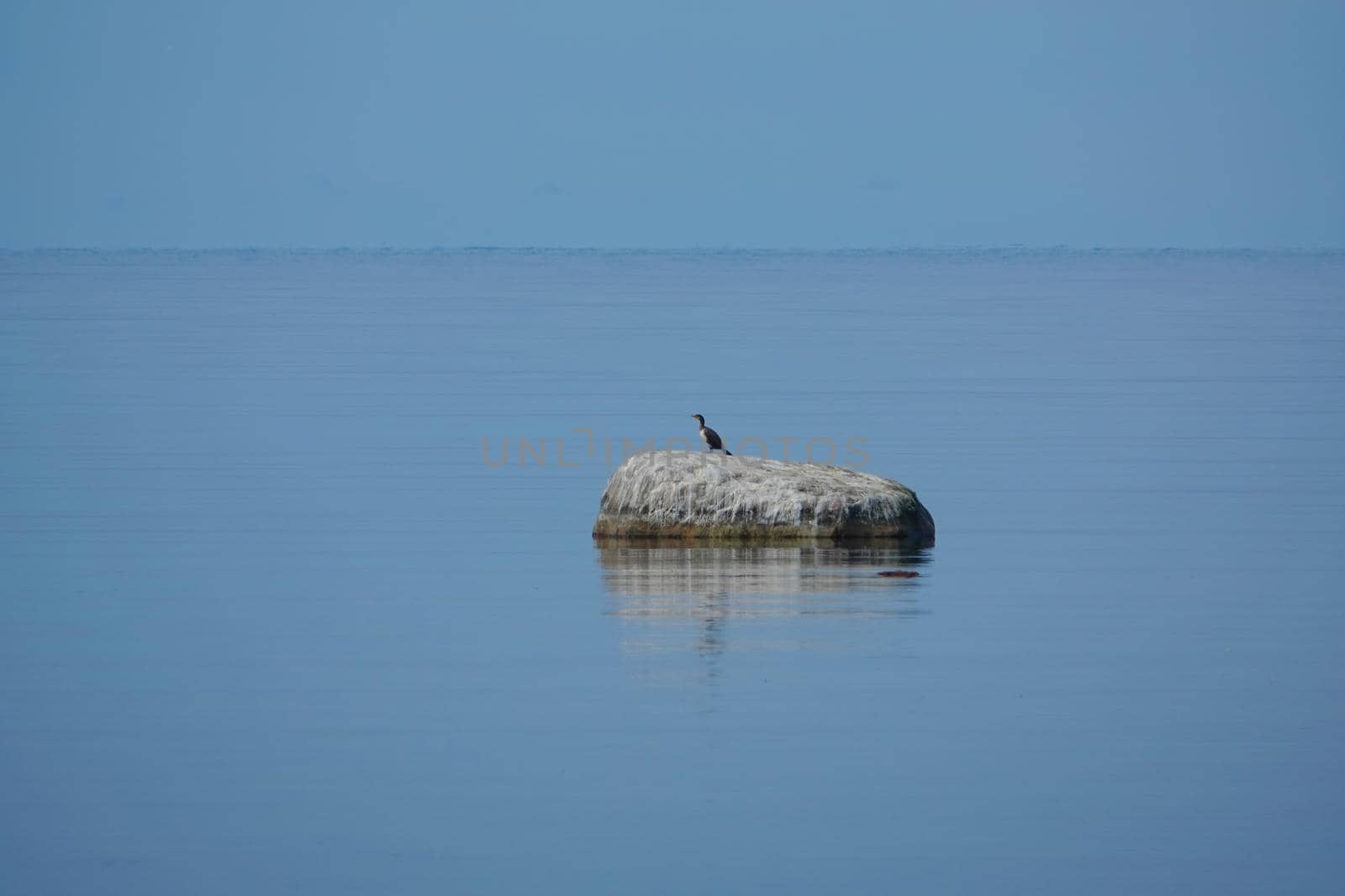 Cormorant watching the sea - aquatic bird known as cormorant and shag. commonly encountered on the British Isles