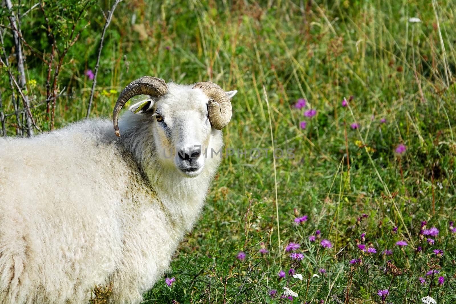 Farmland View of a Woolly Sheep in a Green Field. Wild animial with broken horns - sheep portrait