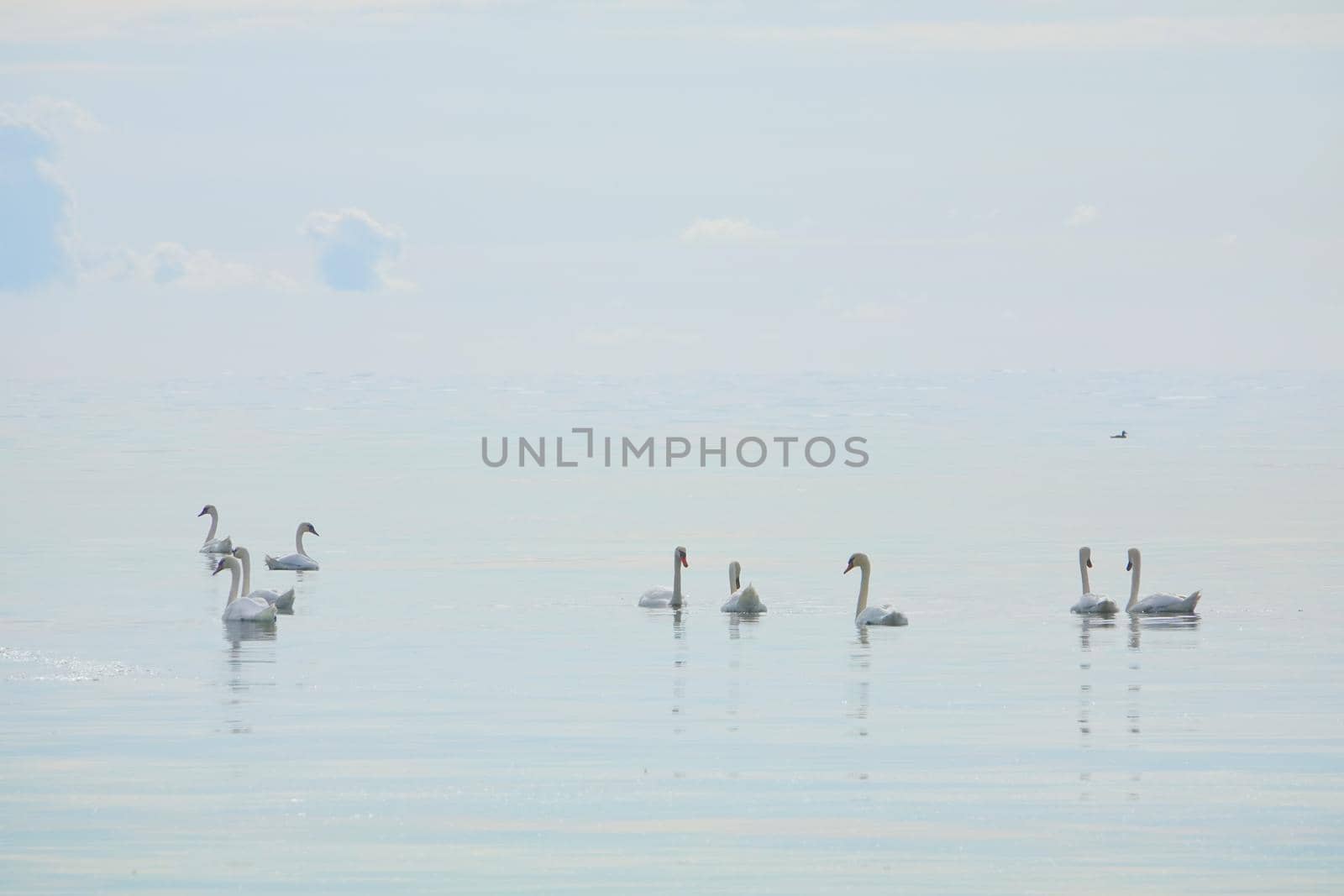 Lot of White whooper swans Cygnus cygnus on the lake with blue background. beautiful elegant royal birds swimming on the lake on a water in Osmussaar island in Estonia