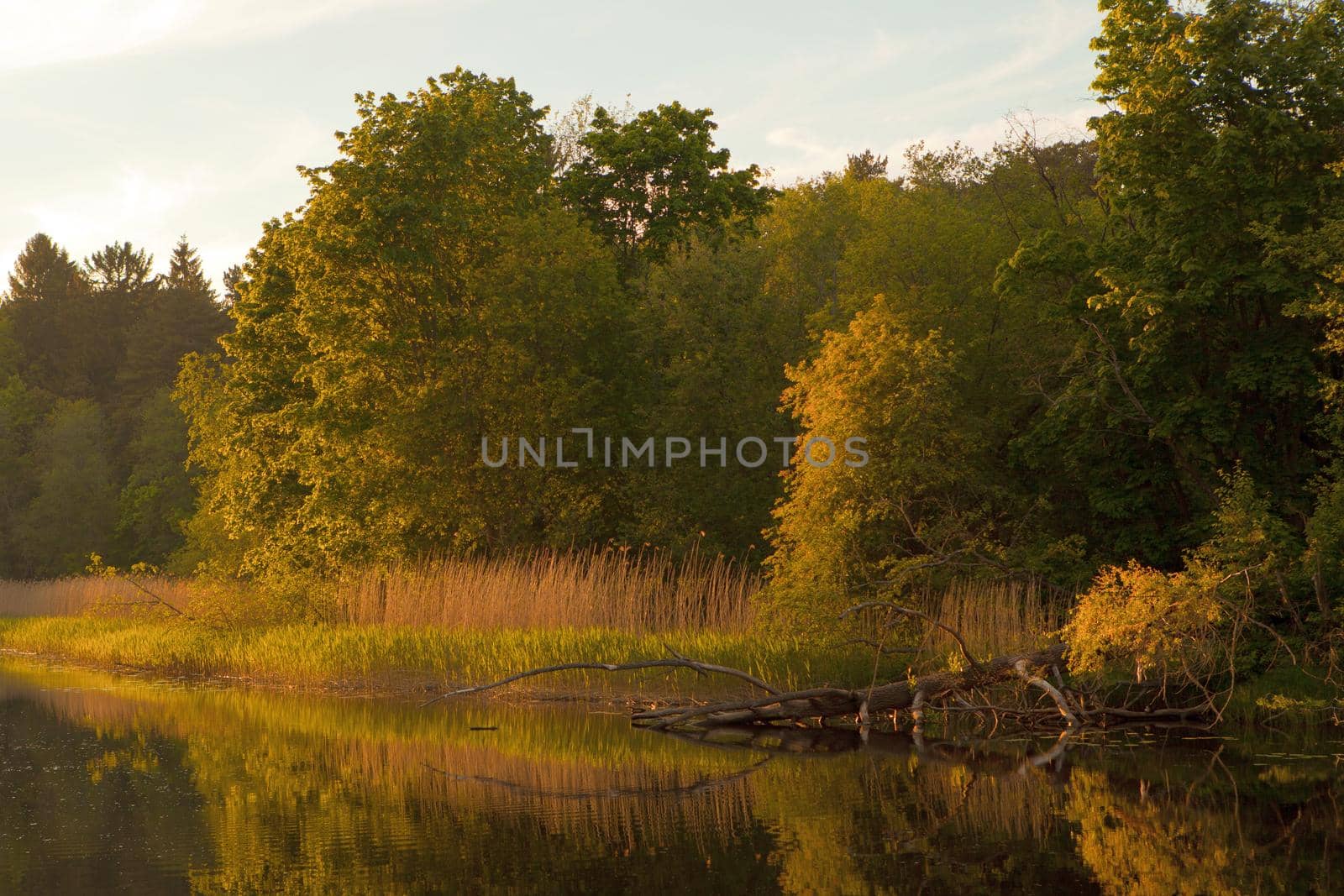 orange sunset over river at summer time. Landscape with fallen tree and grass near the river. Estonian nature on river named Pirita