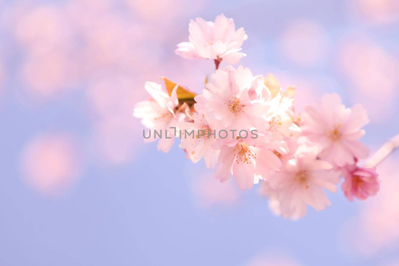 blossoming cherry flowers at spring time. Abstract soft background with cherry blossom and sunlight in shot. Selective focus image