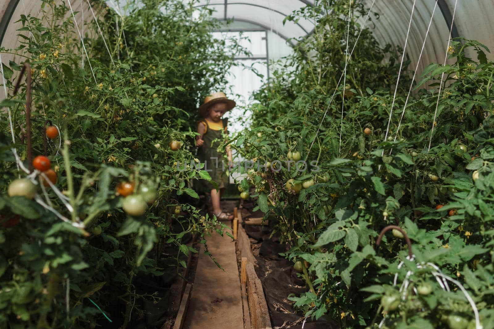 A little girl in a straw hat is picking tomatoes in a greenhouse. Harvest concept.