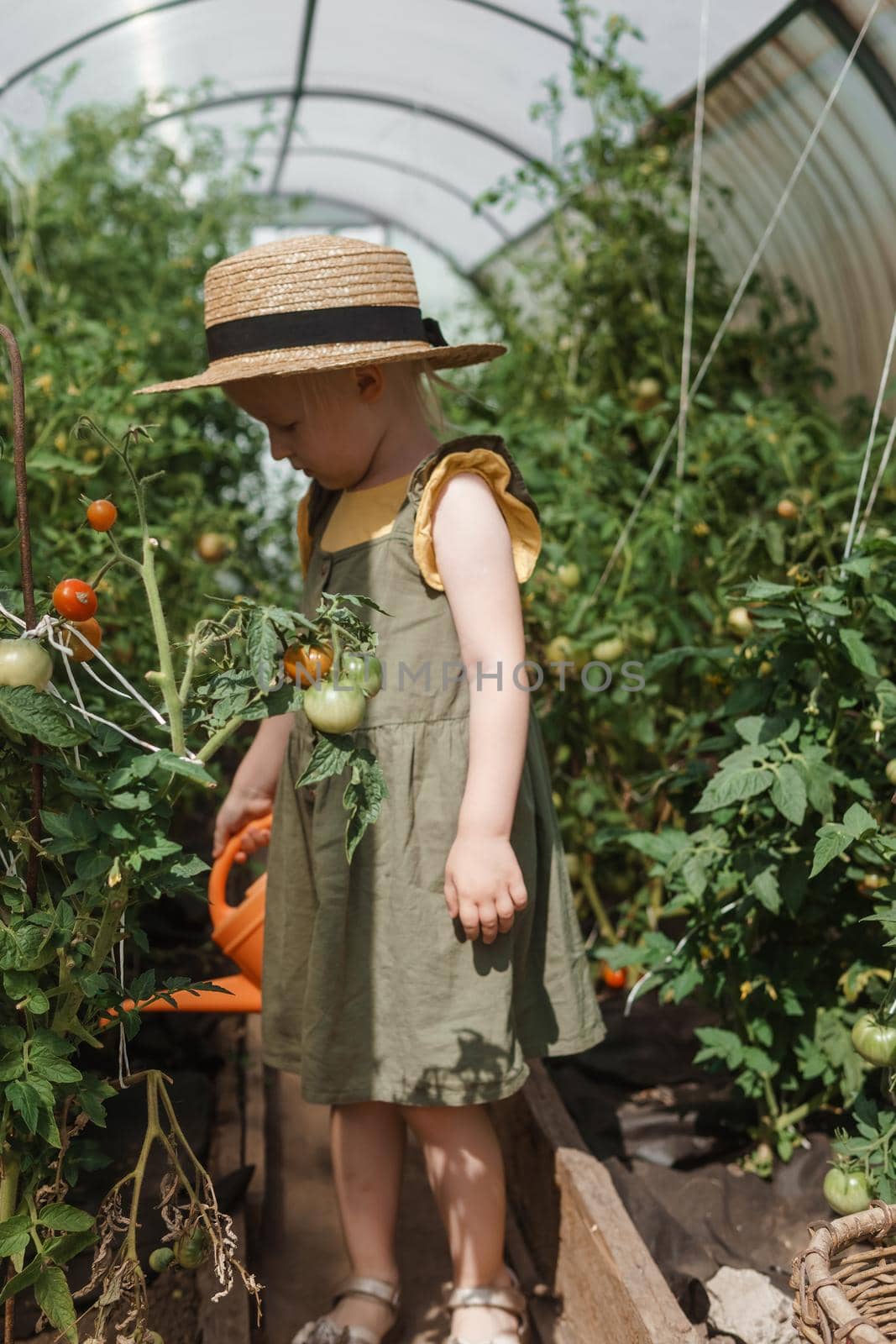 A little girl in a straw hat is picking tomatoes in a greenhouse. Harvest concept.