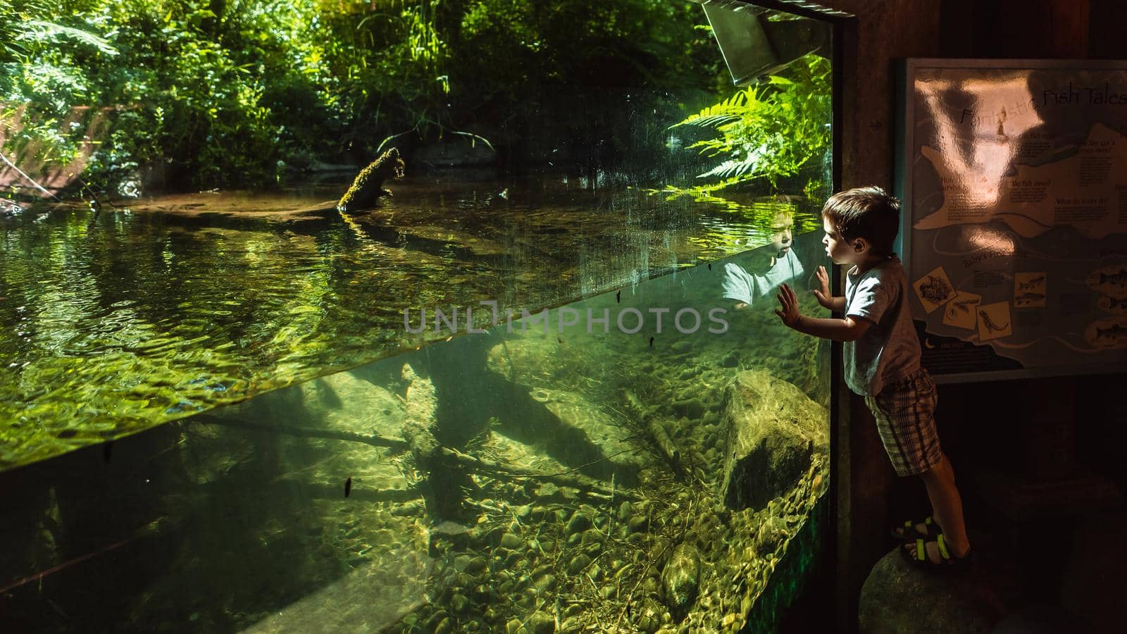 PORTLAND, OR - July 4, 2018: Little boy at Underground stream viewing station at Wildwood Recreation site near Portland, Oregon