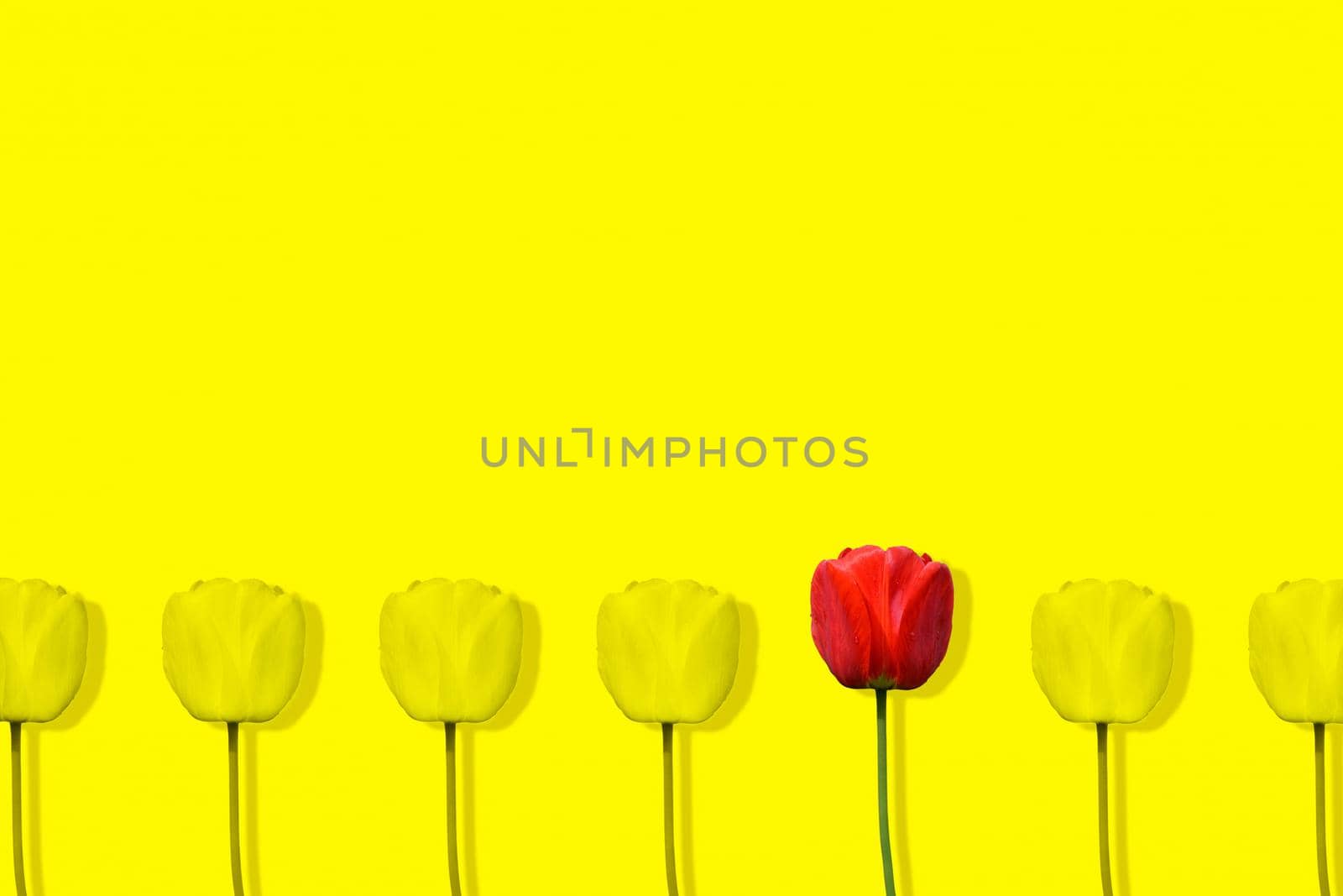 Unique red tulip among many yellow tulips isolated on yellow background. Pop art design, creative summer concept. Standing out from crowd, individuality and difference concept. Copy space