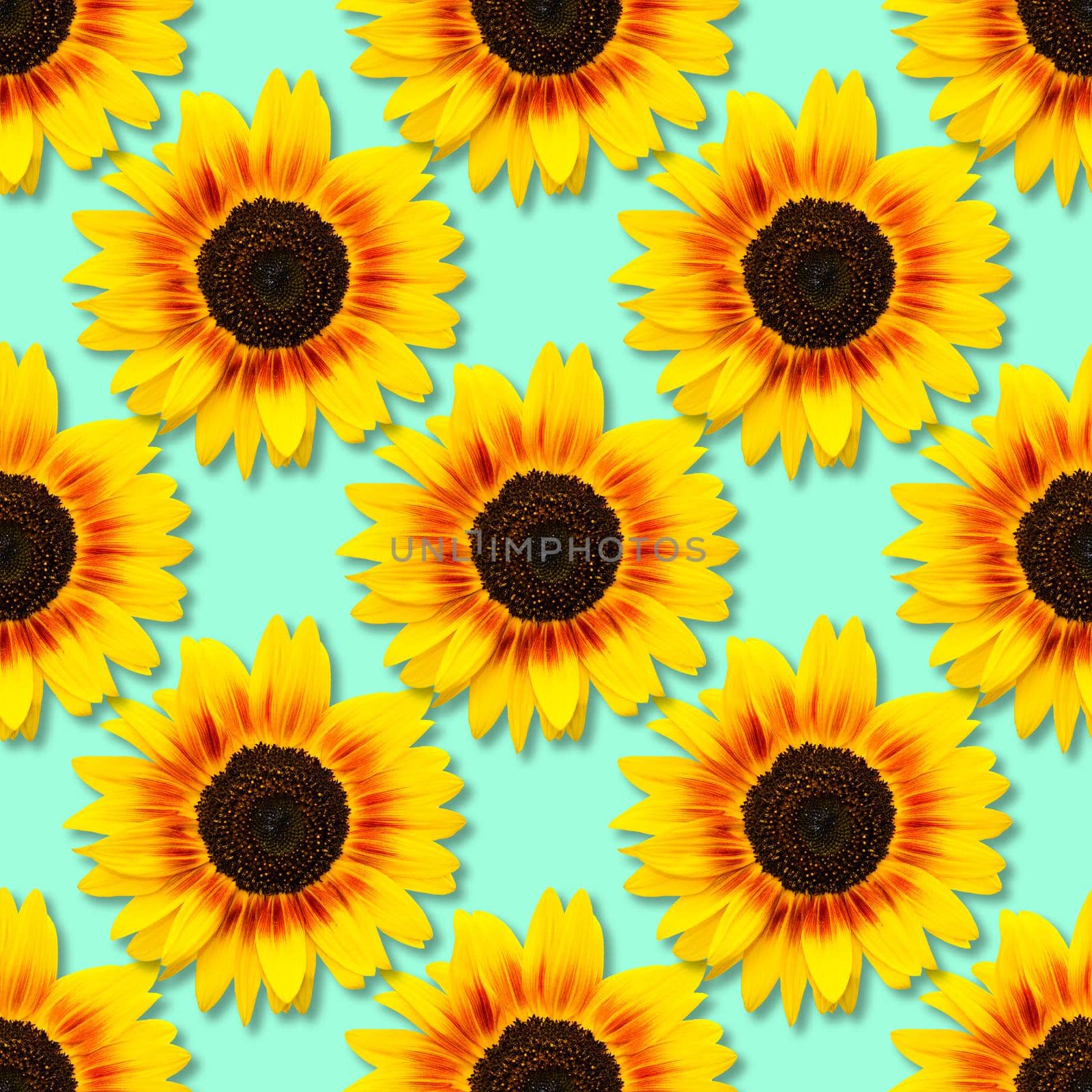 Sunflower seamless background. Bright yellow sunflowers on blue background. Floral pattern. by esvetleishaya