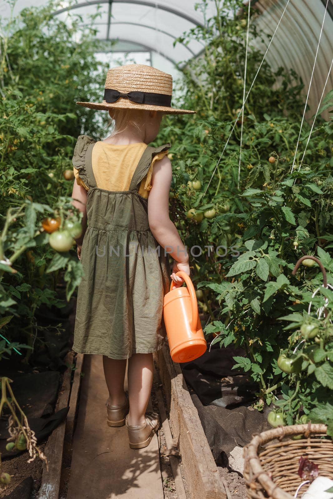 A little girl in a straw hat is picking tomatoes in a greenhouse. Harvest concept. Watering plants with water, caring for tomatoes.