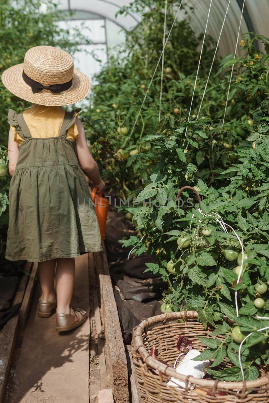 A little girl in a straw hat is picking tomatoes in a greenhouse. Harvest concept.