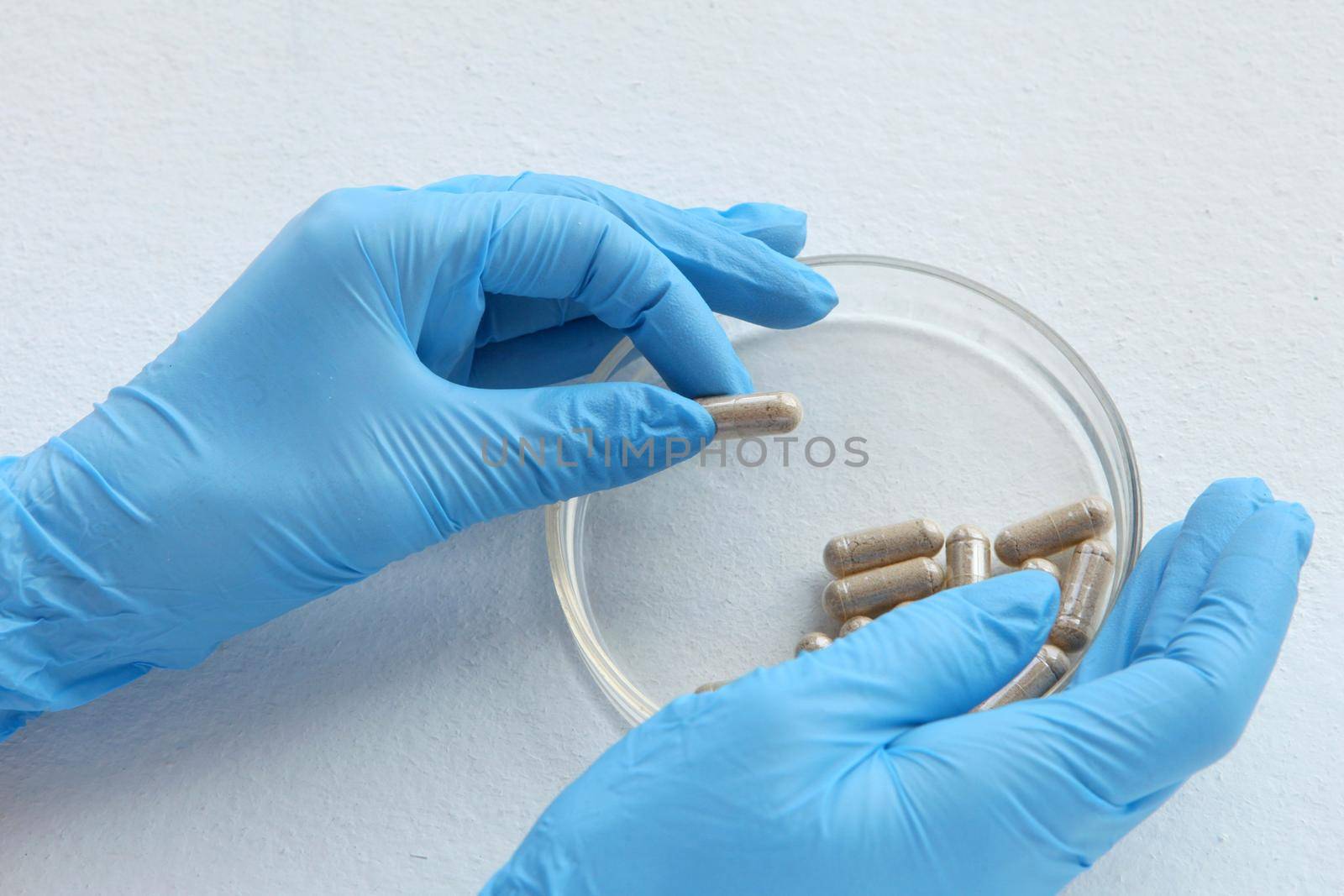 chemist at blue glowes at laboratory. testing with glass plate, organic pills at laboratory glass for medical testings. Herbal capsules from ginger on white backdrop