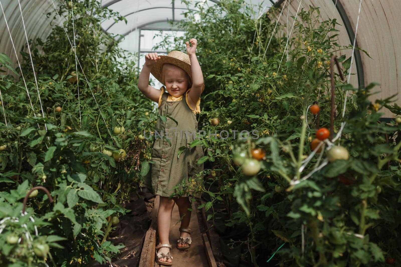 A little girl in a straw hat is picking tomatoes in a greenhouse. Harvest concept.