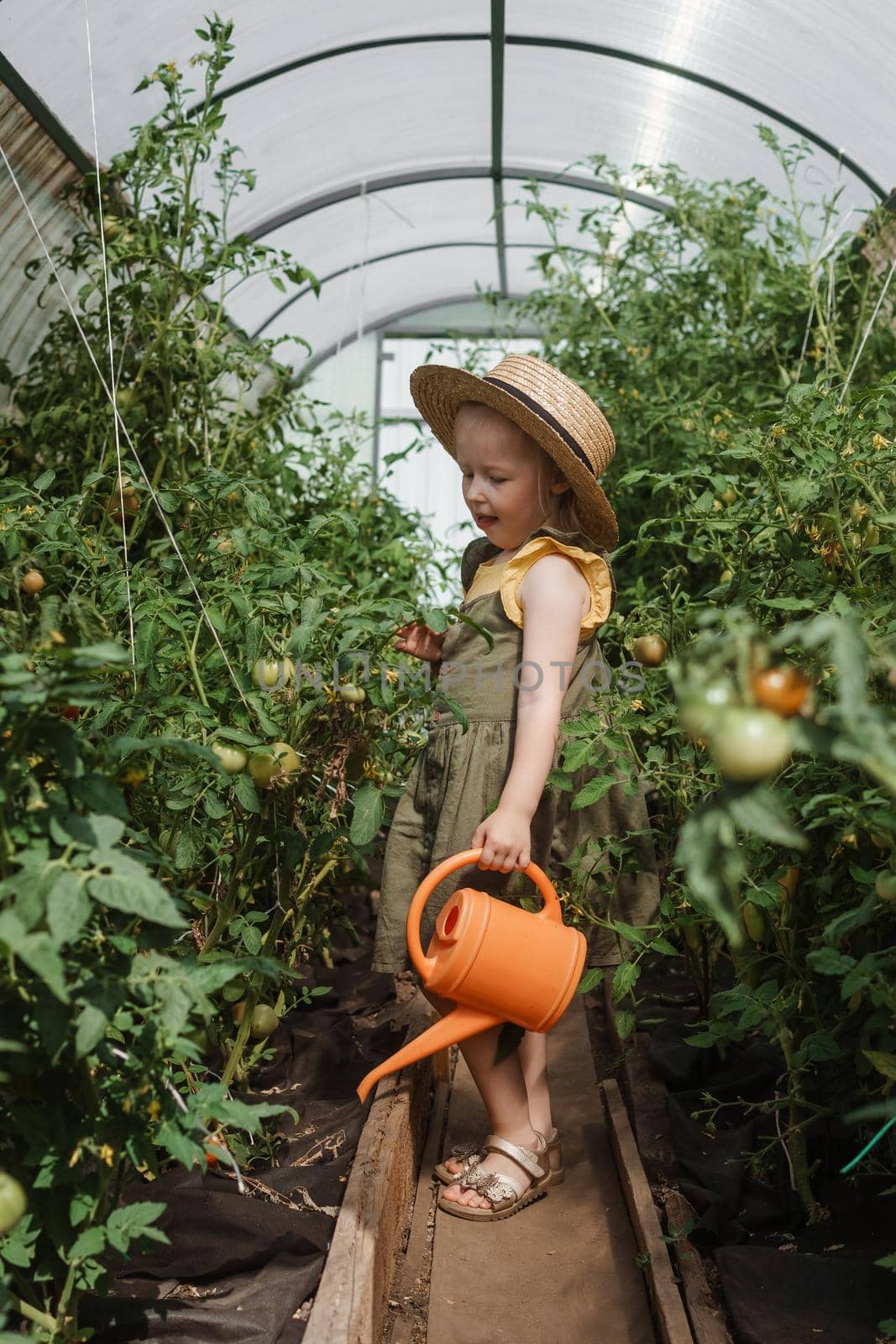 A little girl in a straw hat is picking tomatoes in a greenhouse. Harvest concept. Watering plants with water, caring for tomatoes.