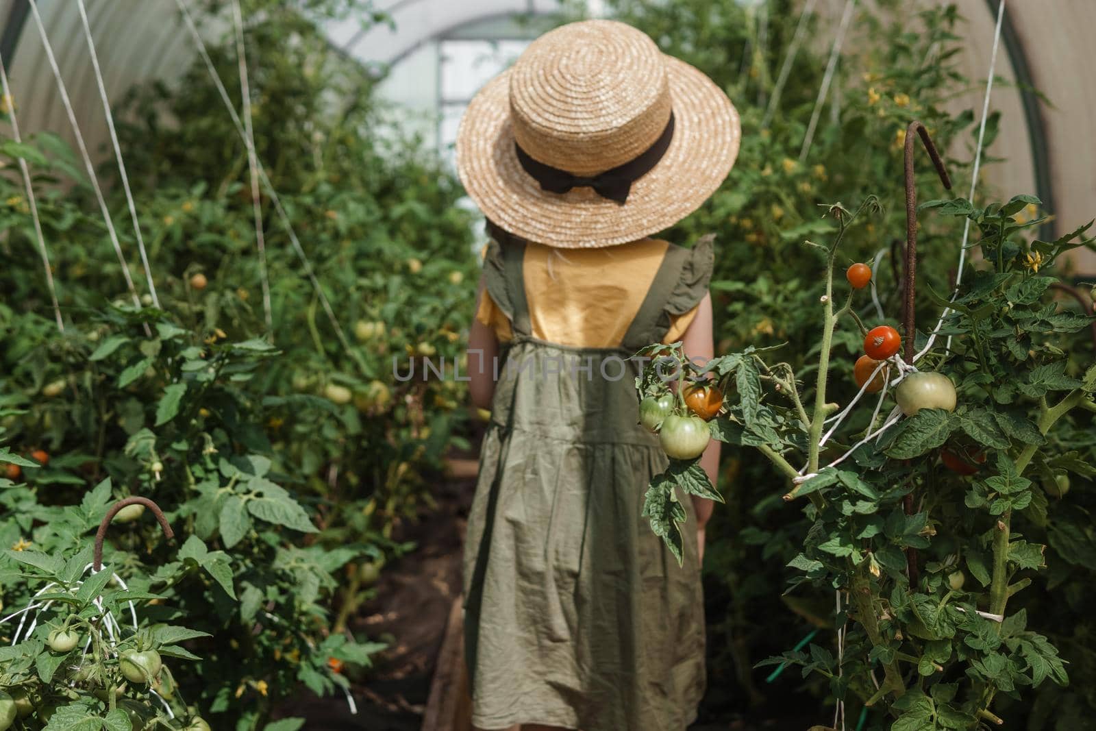 A little girl in a straw hat is picking tomatoes in a greenhouse. Harvest concept.